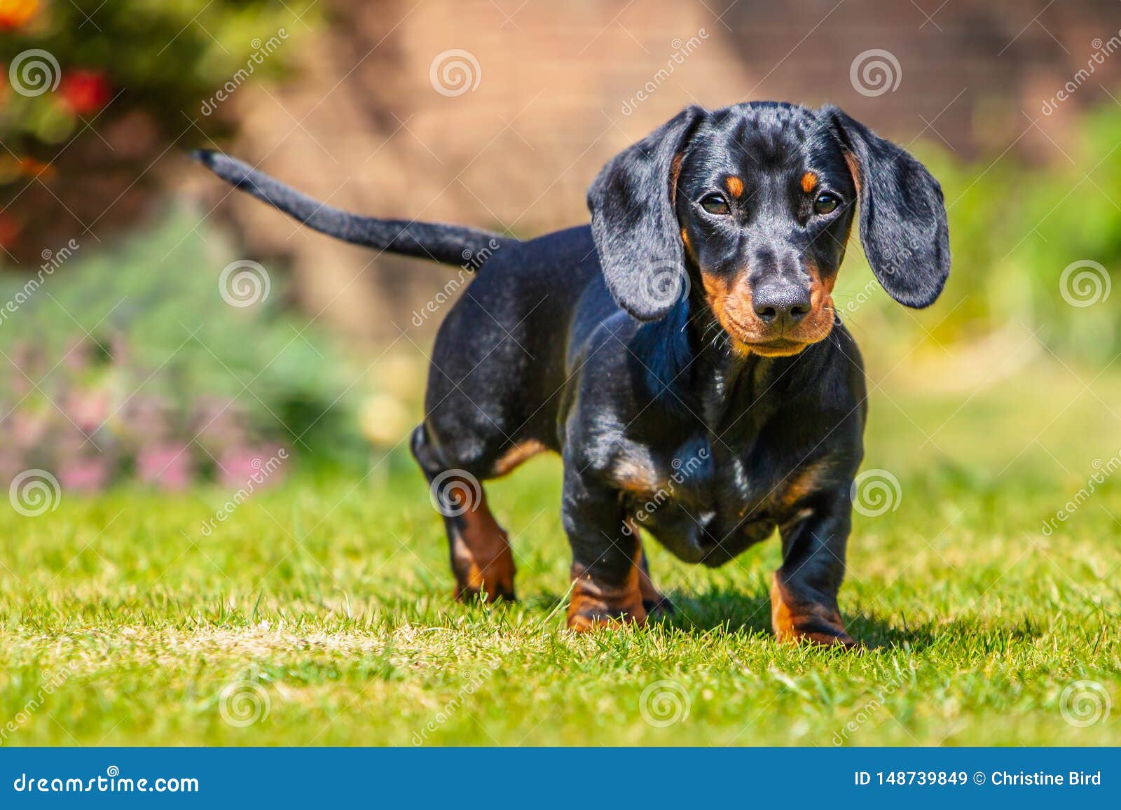 mini smooth haired dachshund