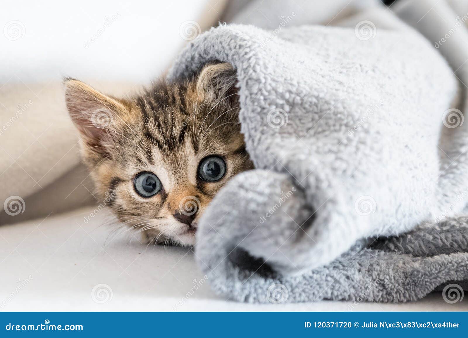 Kitten under blanket stock photo. Image of playing, feline 120371720