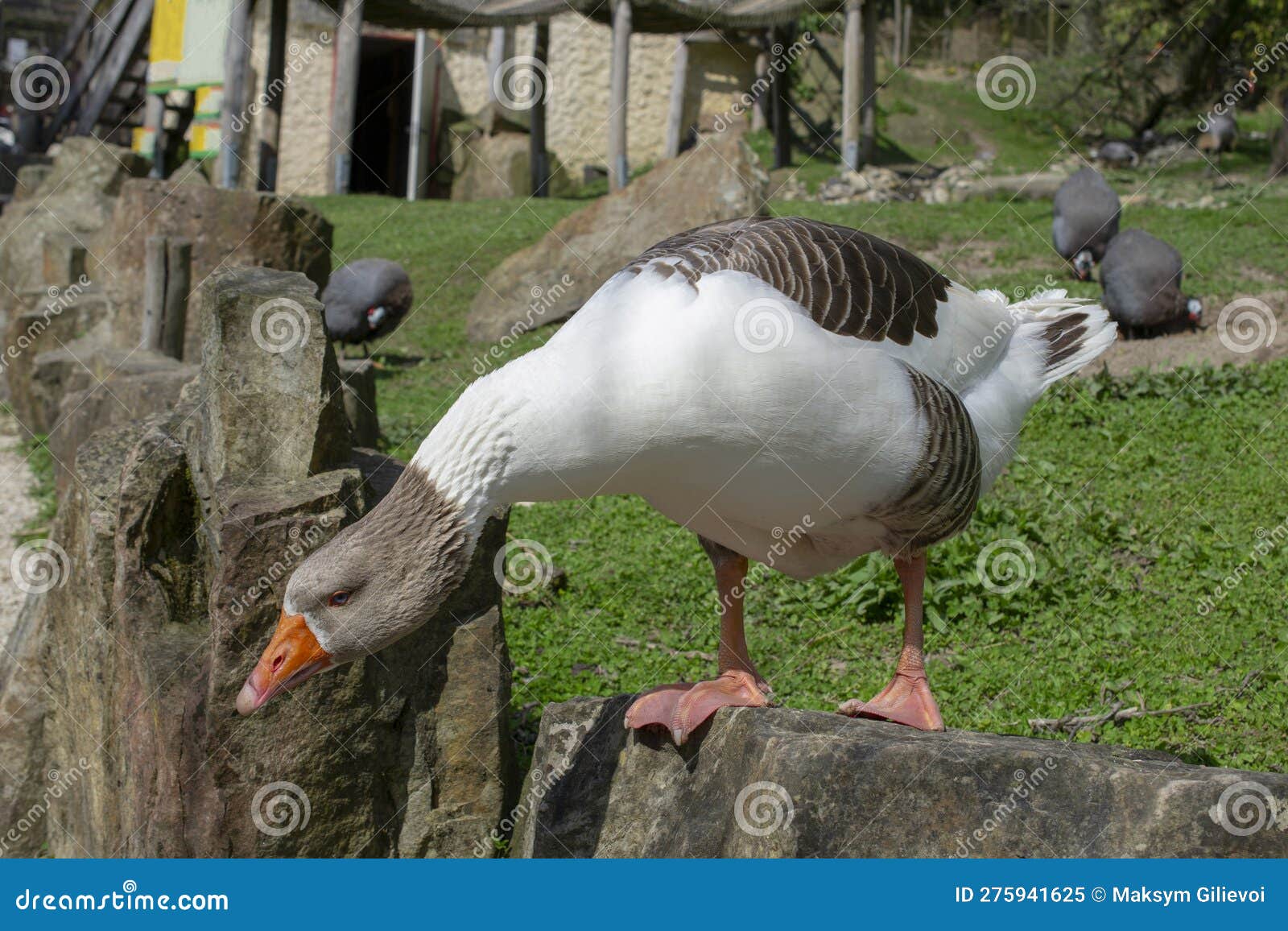 portrait shot of a pomeranian goose. pomeranian goose