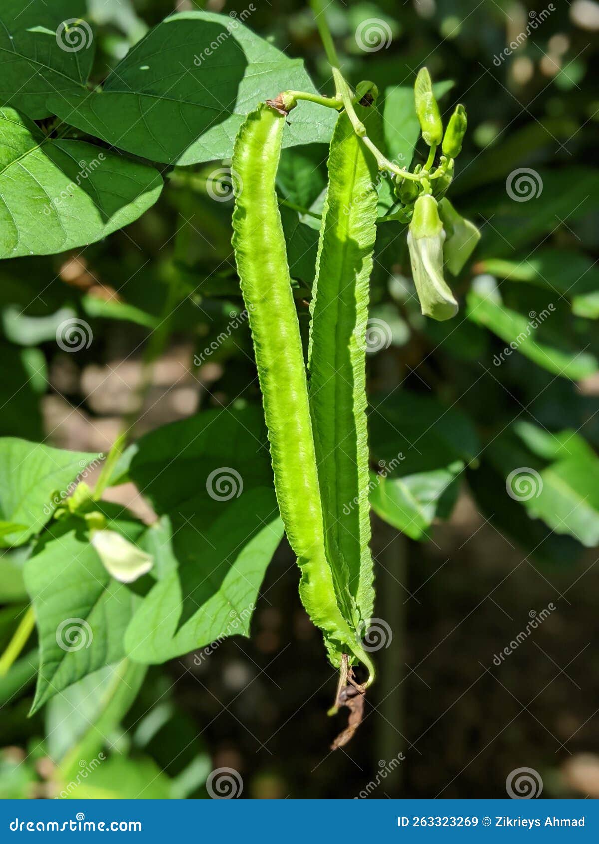 Portrait Shot of Winged Bean Plant Stock Image Image of leaf, garden