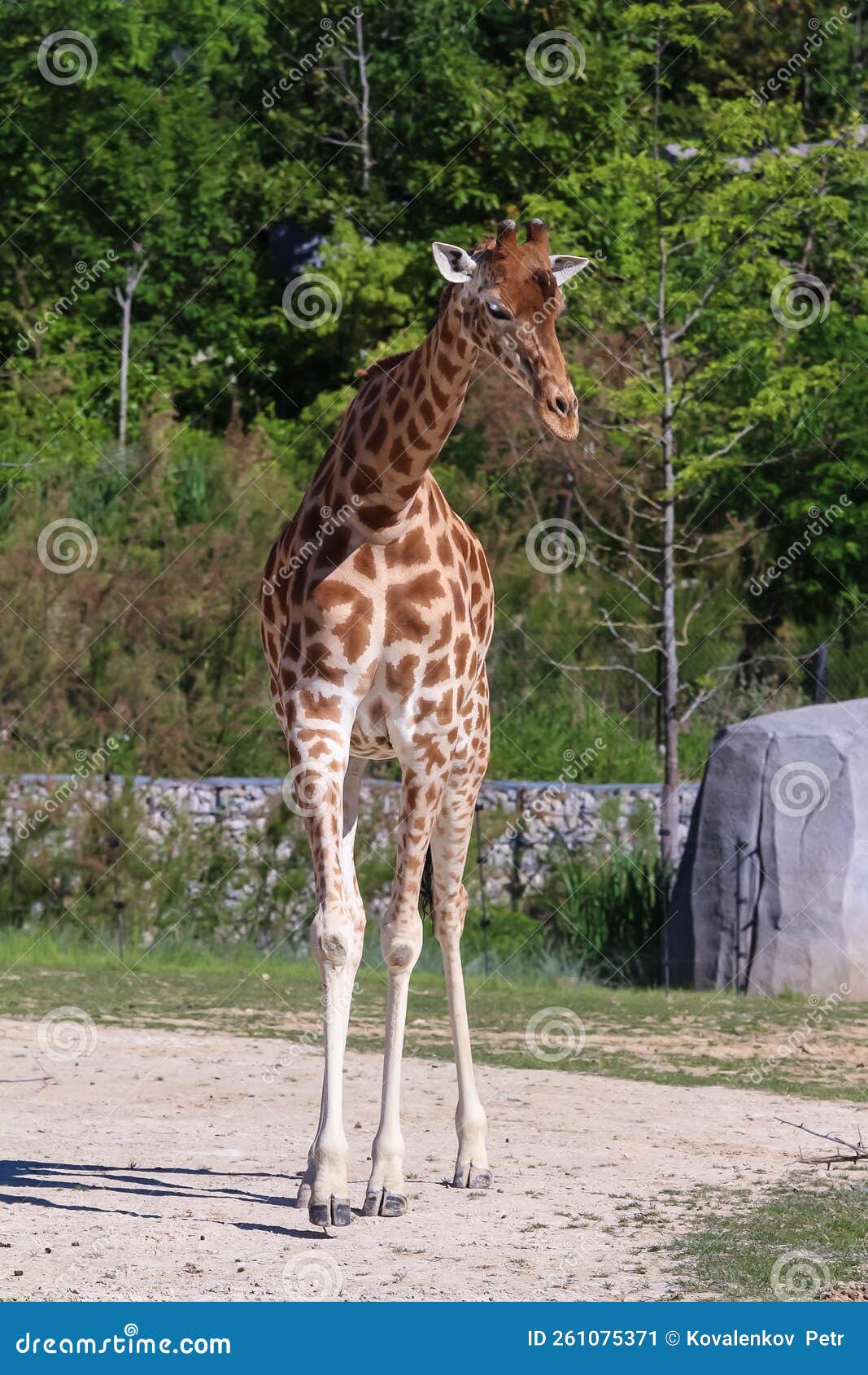 Portrait Shot of Young Beautiful Healthy Female Giraffe . Stock Image