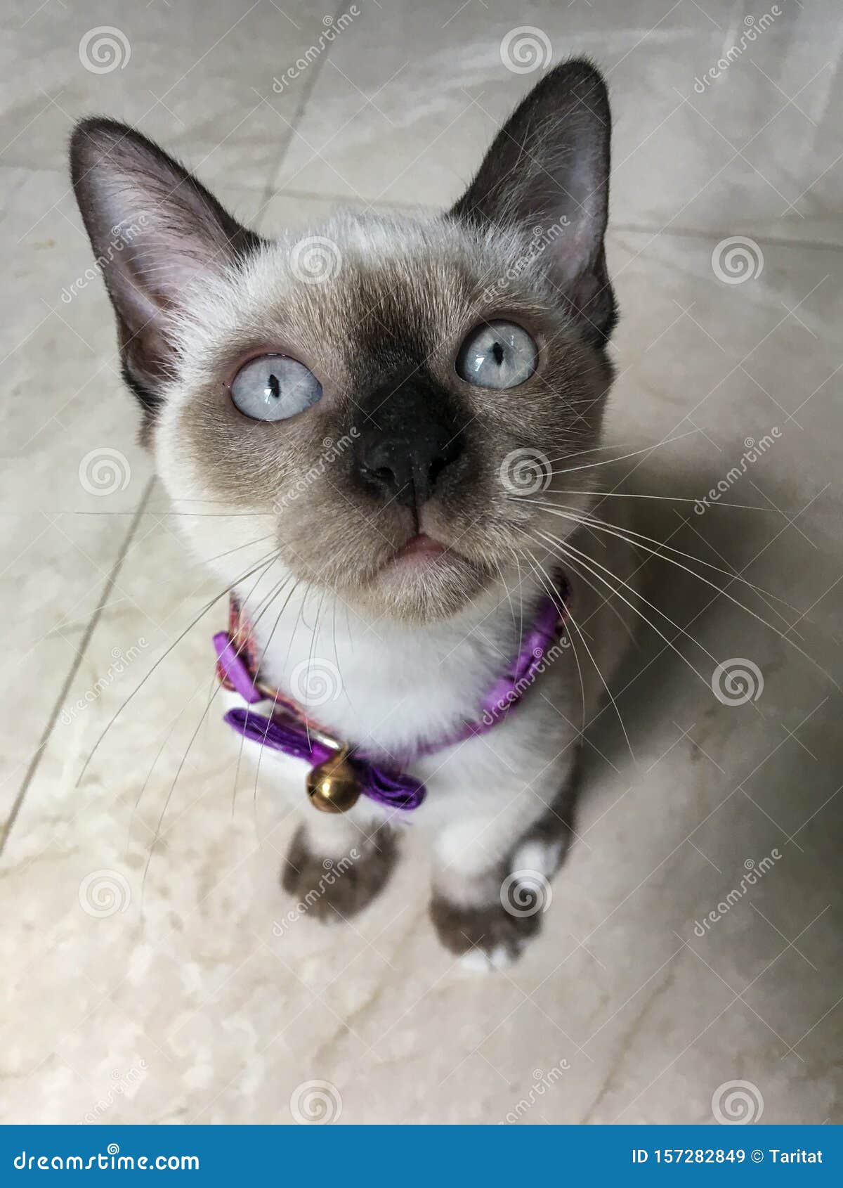 portrait of siamese cat looking curious