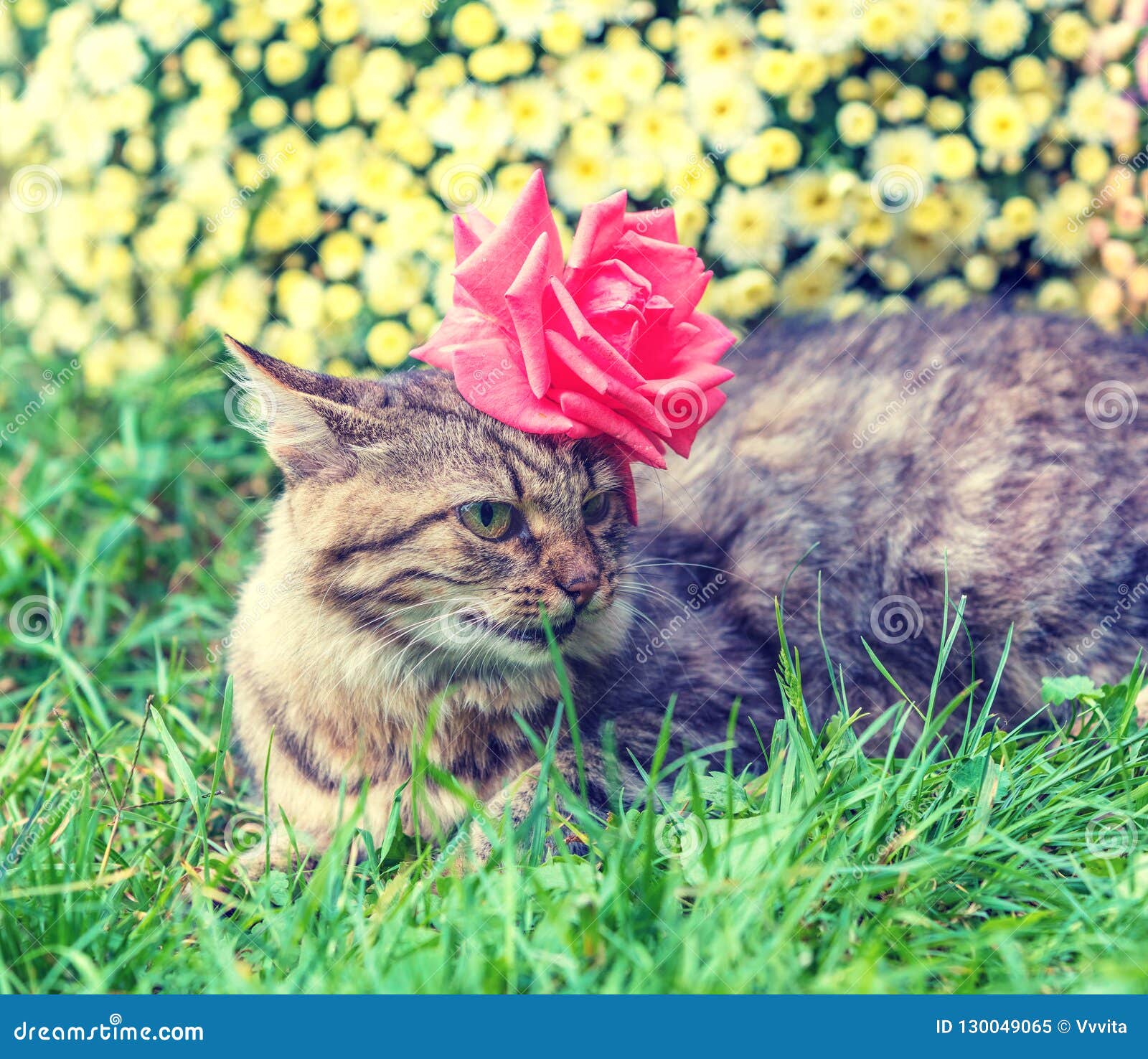 Siberian Cat With Flower On The Head Stock Image Image of beautiful