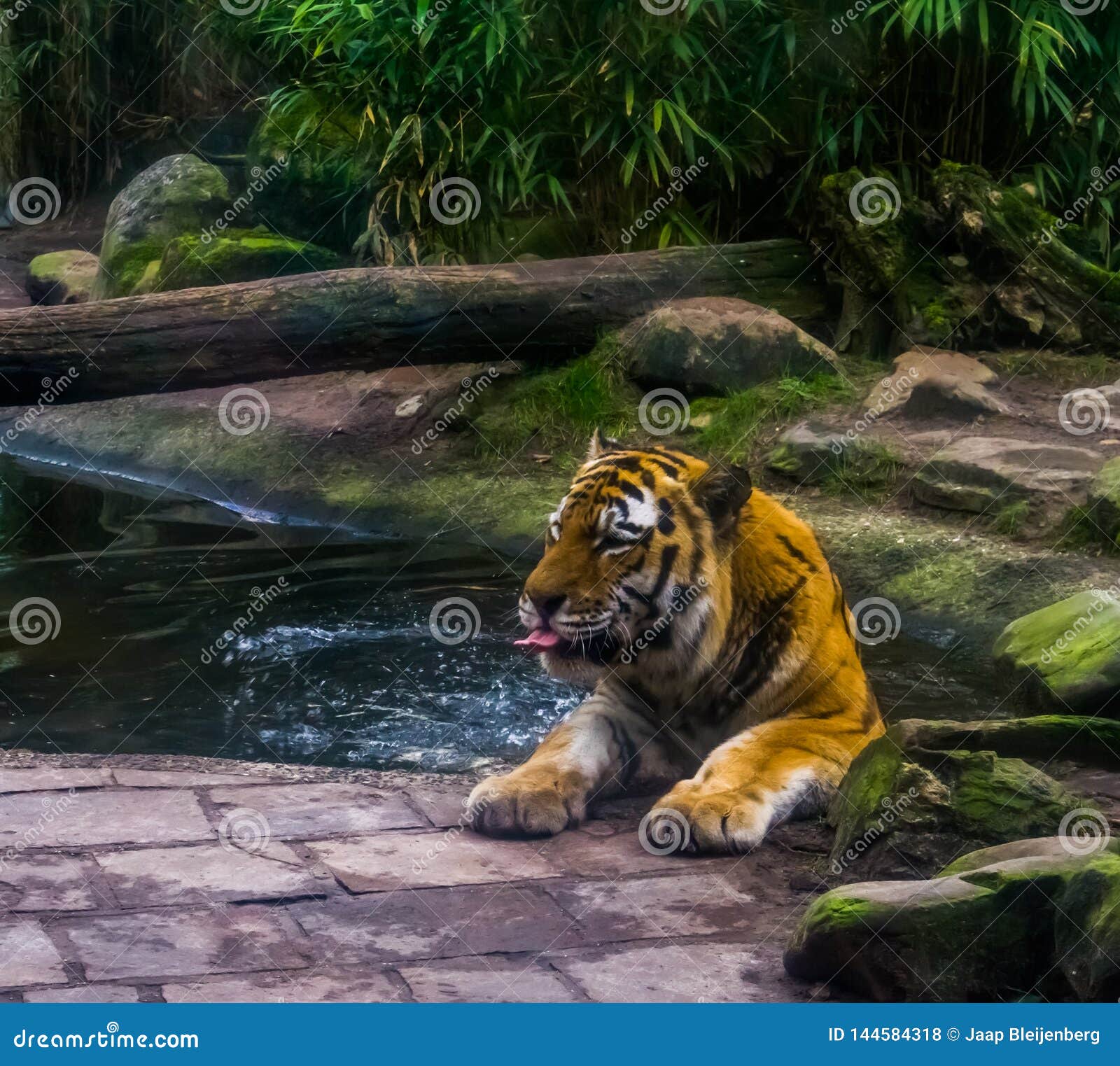 Portrait of a Siberian Tiger Bathing in the Water, Tiger Washing Its Self, Animal Behavior, Endangered Animal Species Stock Photo - Image of portrait, animals: 144584318 Portrait of a Siberian Tiger Bathing in the Water, Tiger Washing Its Self, Animal Behavior, Endangered Animal Species Stock Photo - Image of portrait, animals: 144584318