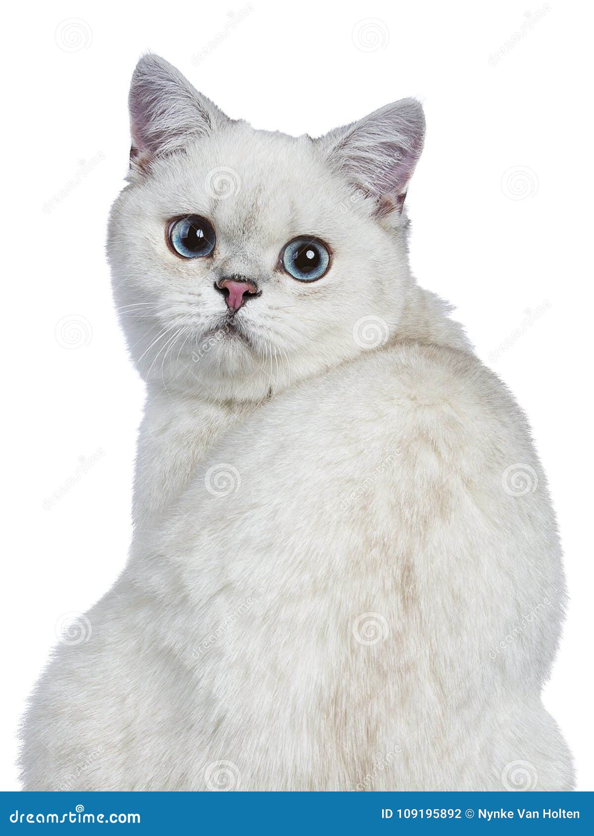 Silver Tabby British Shorthair Cat Isolated On White Stock Photo