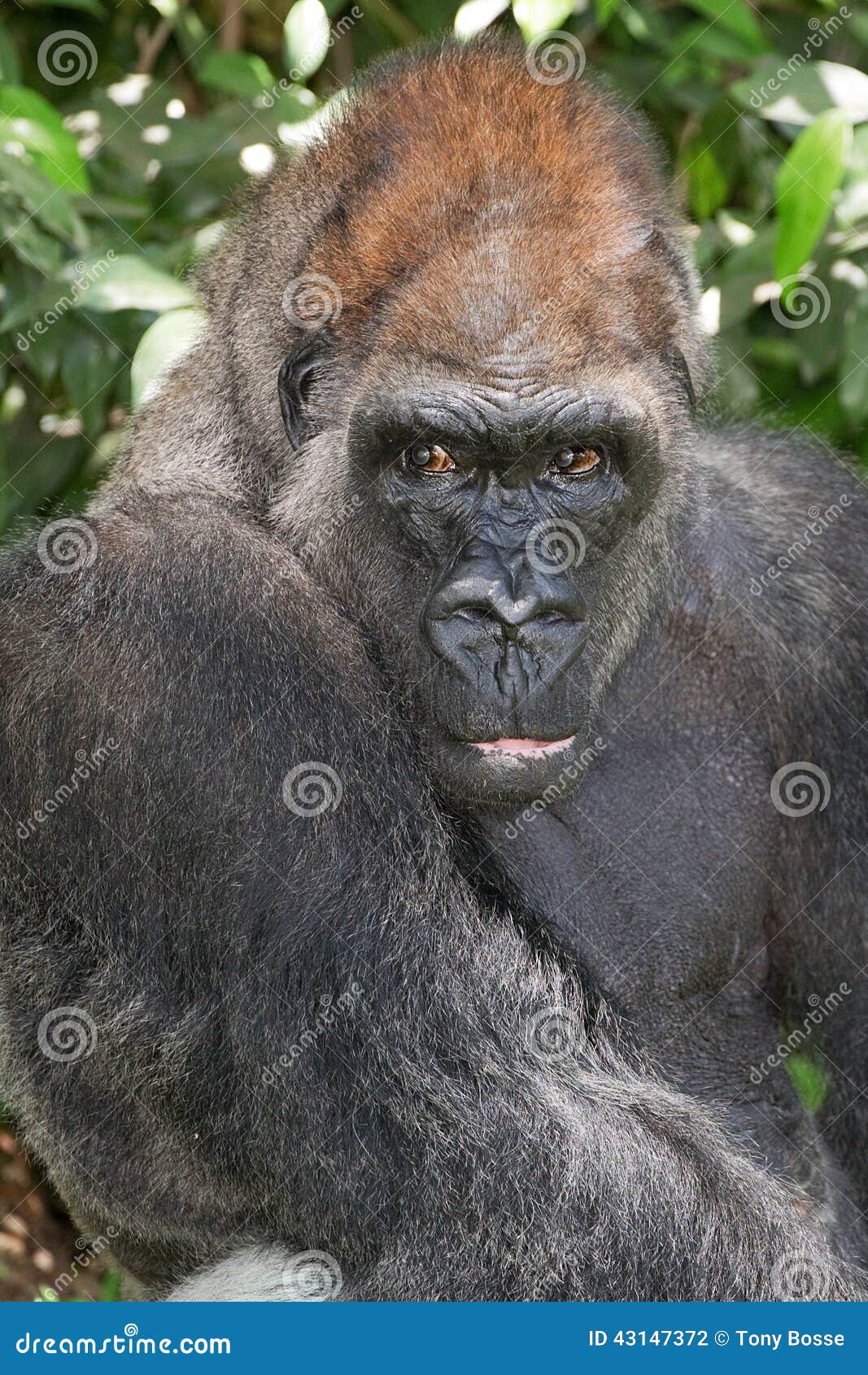 Portrait of a Silverback Gorilla. An up-close portrait of an old, aging endangered Silverback Gorilla
