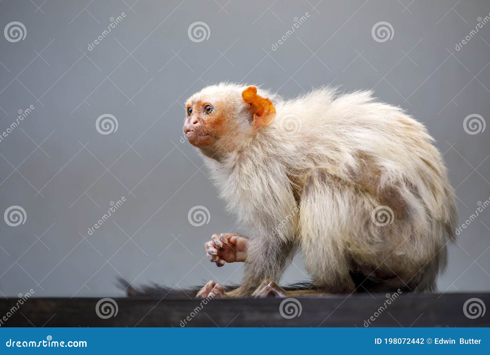 portrait of a silvery marmoset mico argentatus