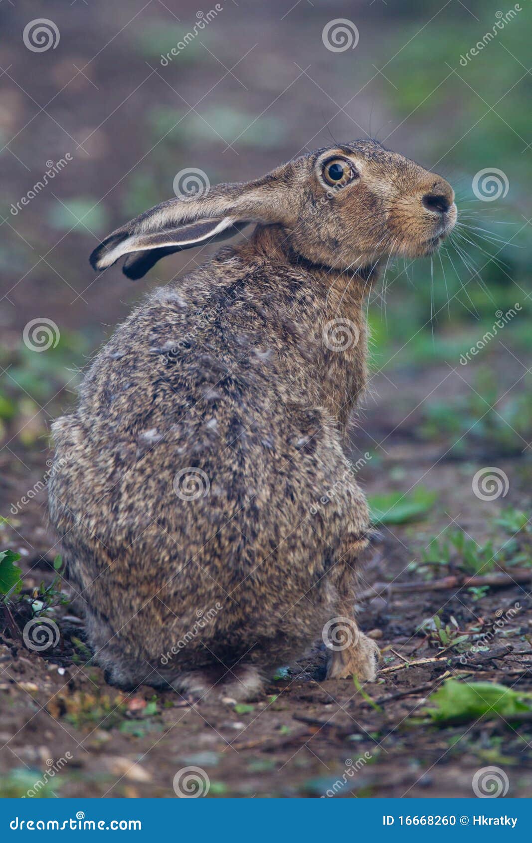 portrait of a sitting brown hare