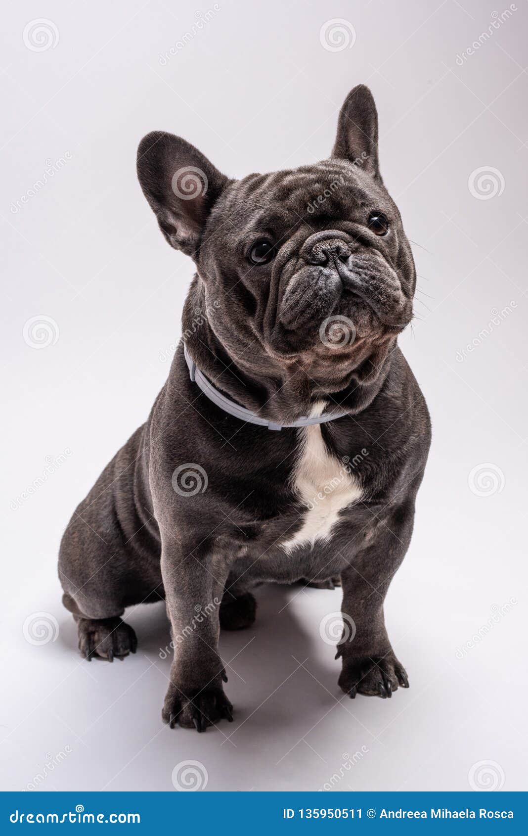 french bulldog kid friendly