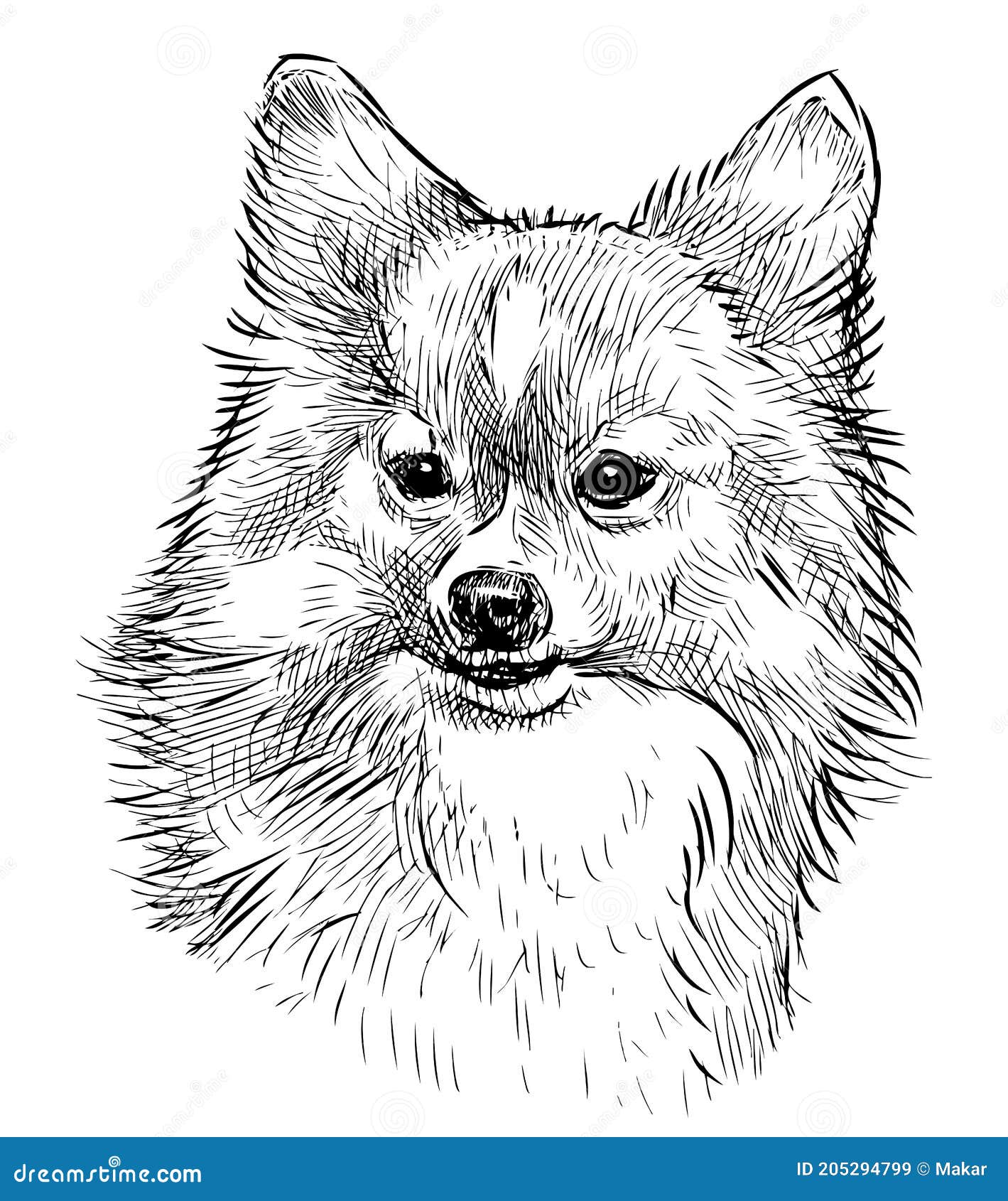 Portrait Sketch of Cute Fluffy Lap Dog Stock Vector - Illustration of ...