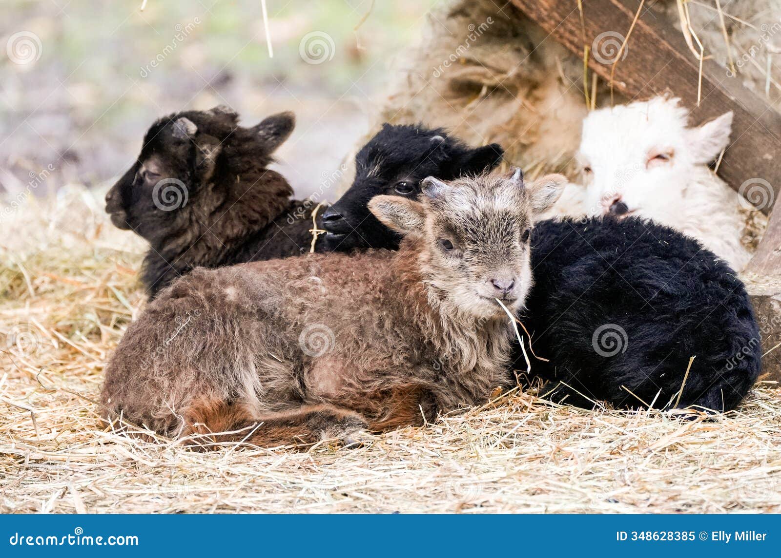 portrait of a skudde sheep