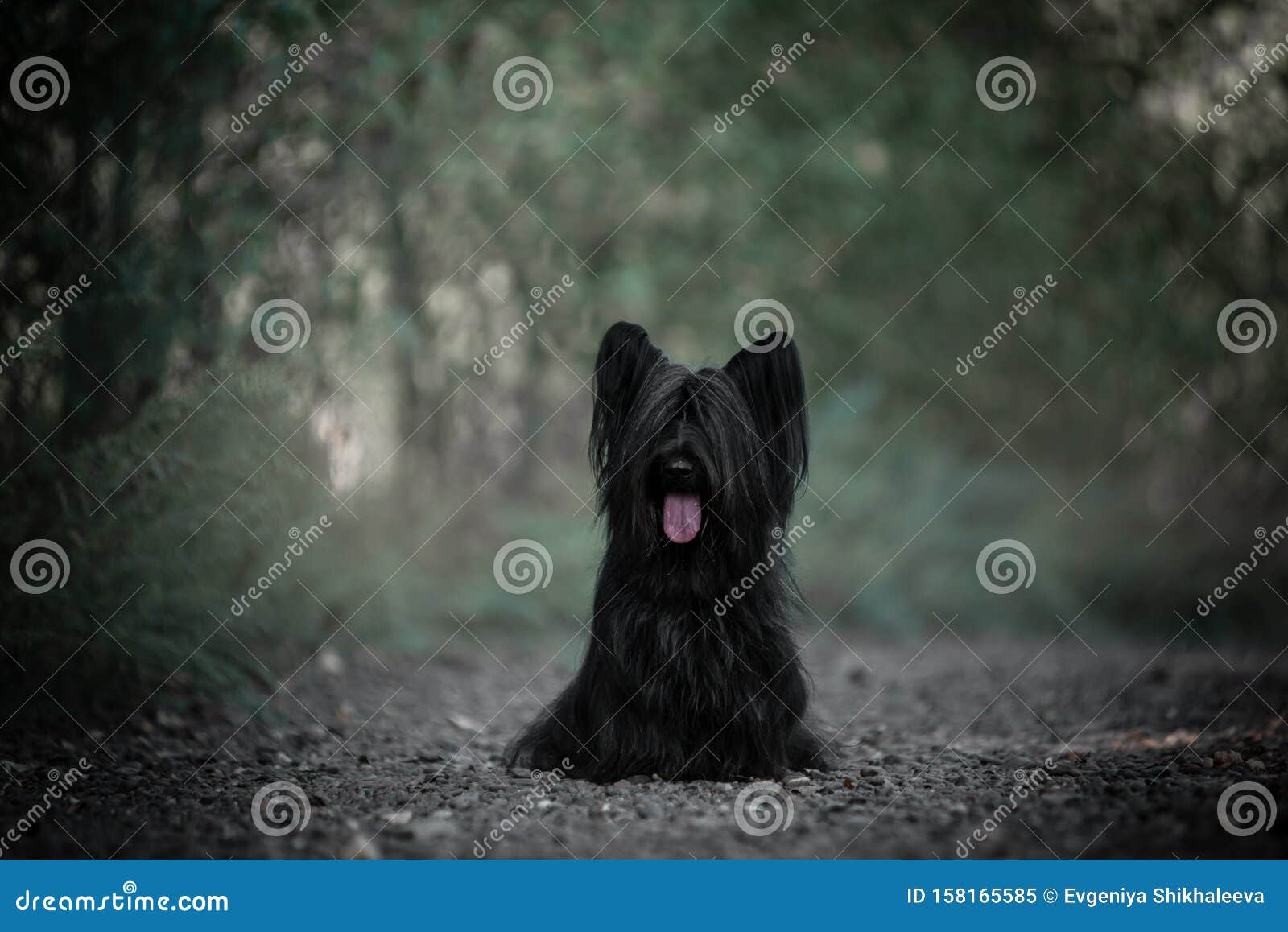 Skye Terrier Black Walking In The Woods Stock Image Image Of Pedigree Breed 158165585