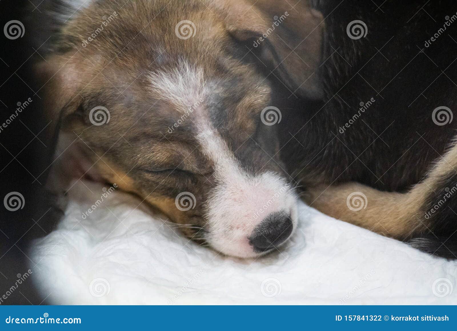 Portrait of Small Beautiful Dog Sleep on the Bed Stock Photo Image of background, animal