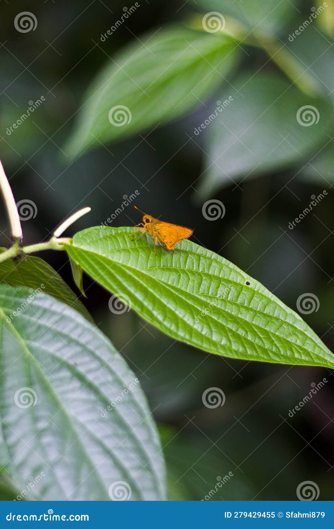 this portrait of a small, butterfly-like insect pest is a moth