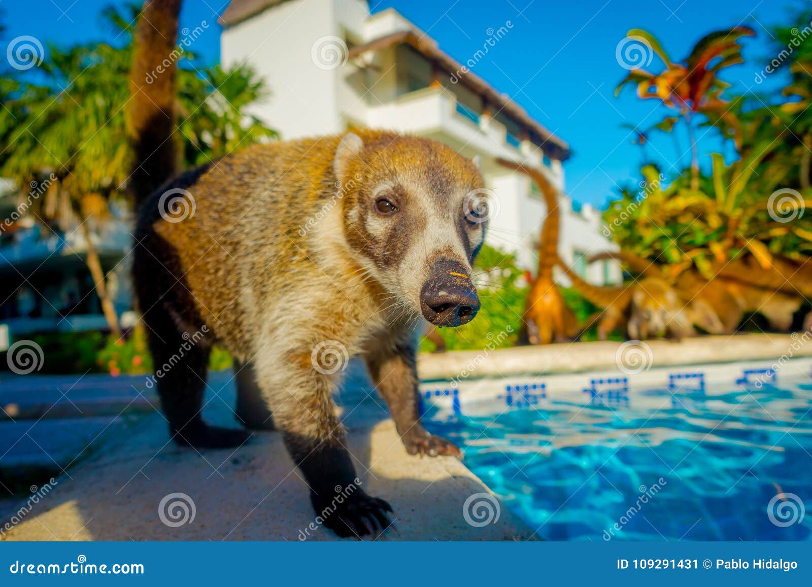 Portrait of a of Small Mammals Walking Around of a Swimming Pool Located  Inside of a Hotel in PLaya Del Carmen at Stock Image - Image of mexican,  island: 109291431