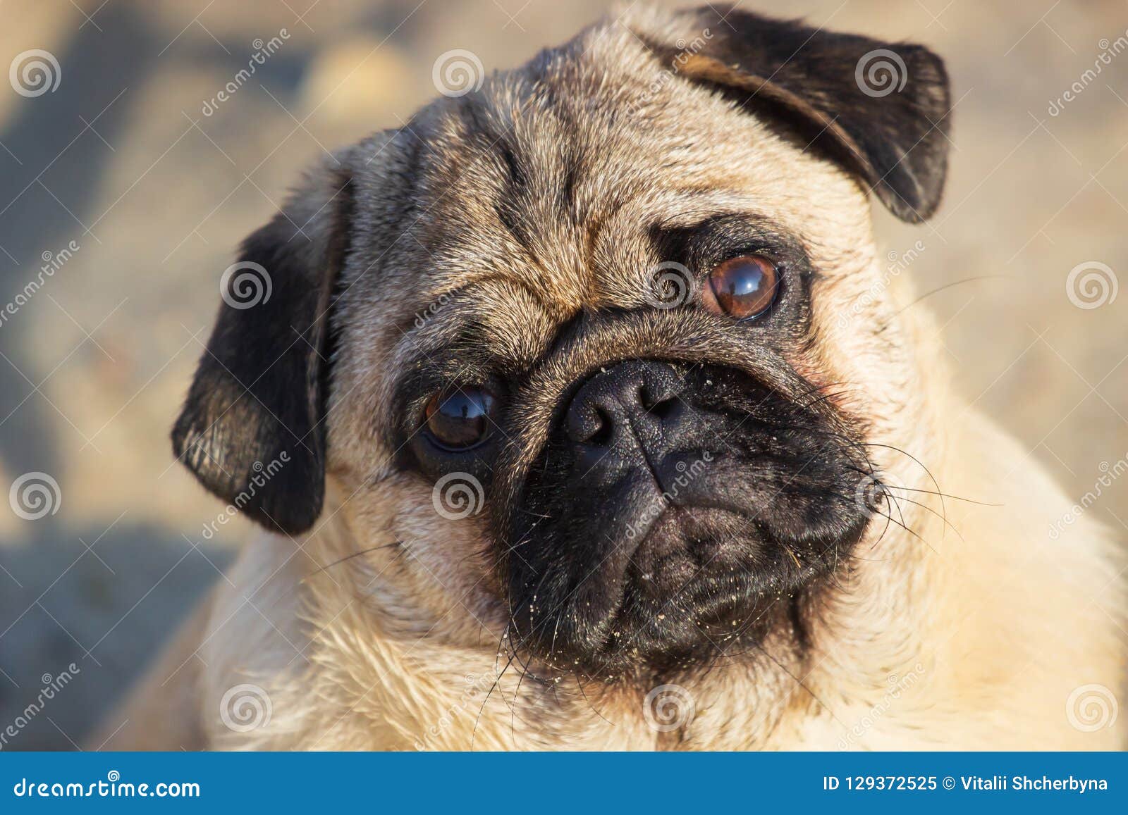 Portrait Small Pug Dog. Close Up Face Stock Image Image of adorable