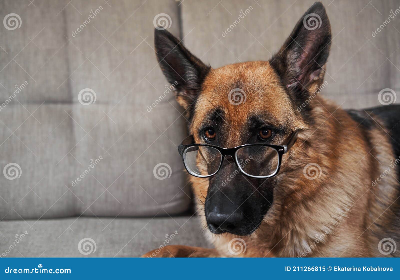 Portrait of Smart Funny Intelligent Educated Dog with Thick Lenses on Eyes.  German Shepherd with Glasses Stock Image - Image of animals, charming:  211266815