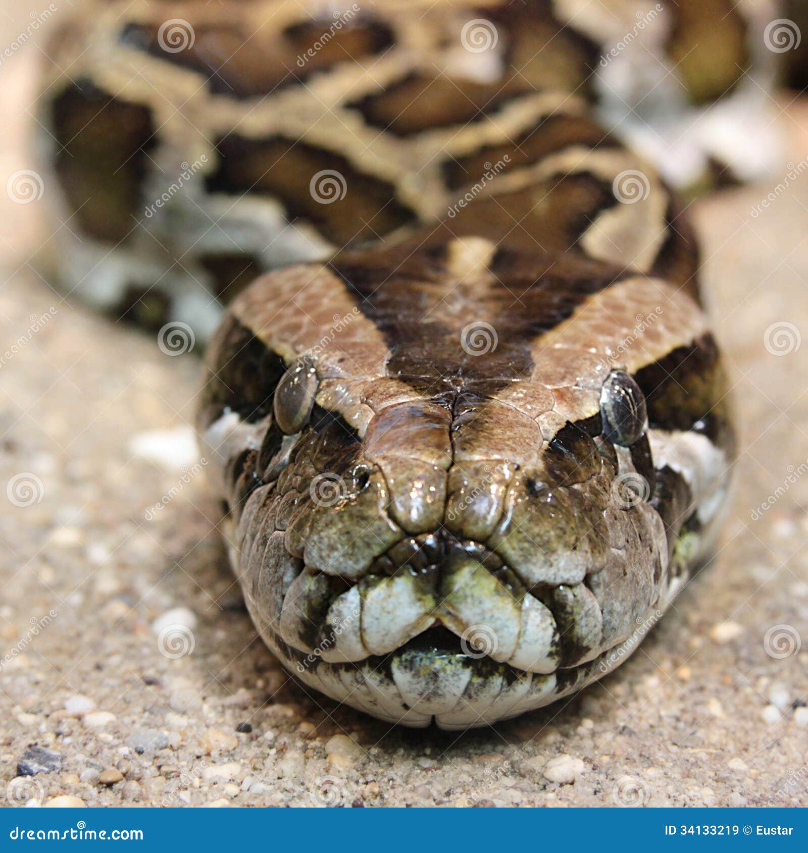 The Portrait Of A Snake From Front Stock Image Image of The Portrait Of A Snake From Front Stock Image Image of