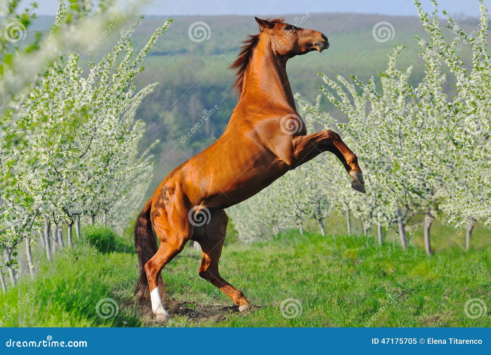 portrait of sorrel horse rearing in blossoming spring garden