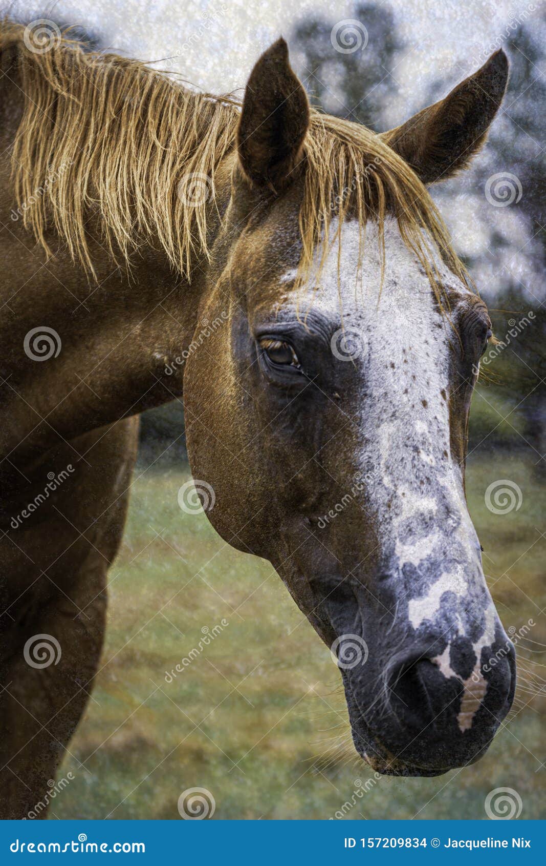 horse portrait with textured effect
