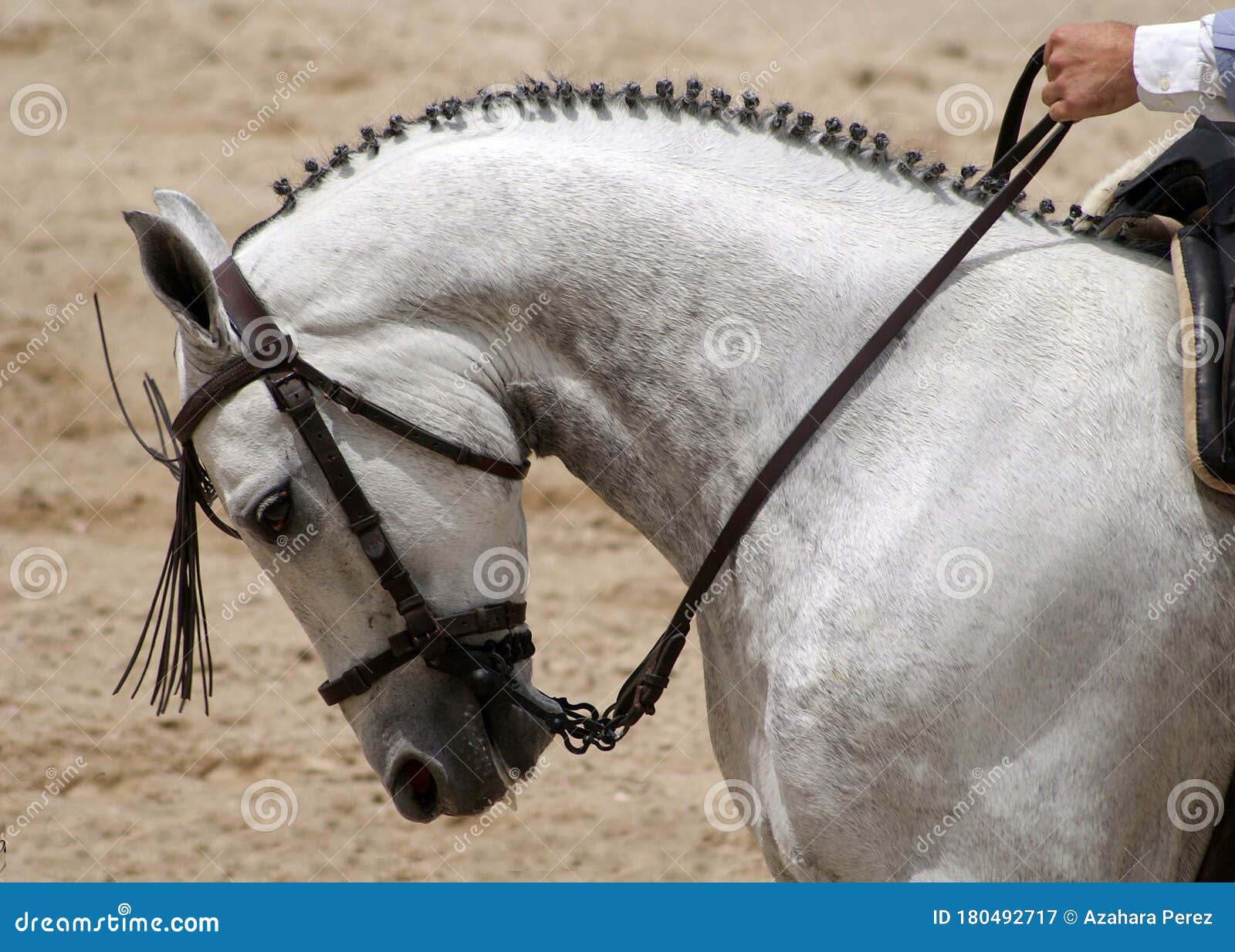 portrait of a spanish horse in doma vaquera competition in jerez