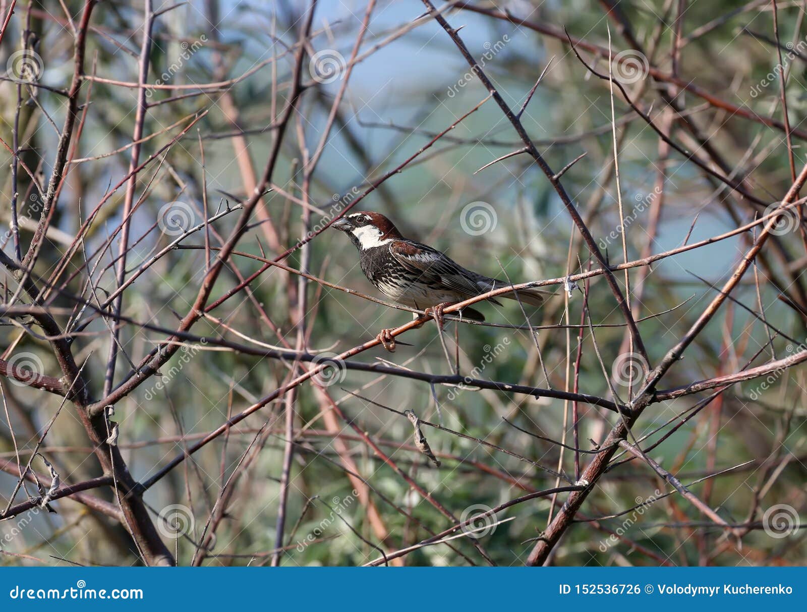 portrait of a spanish sparrow or willow sparrow male