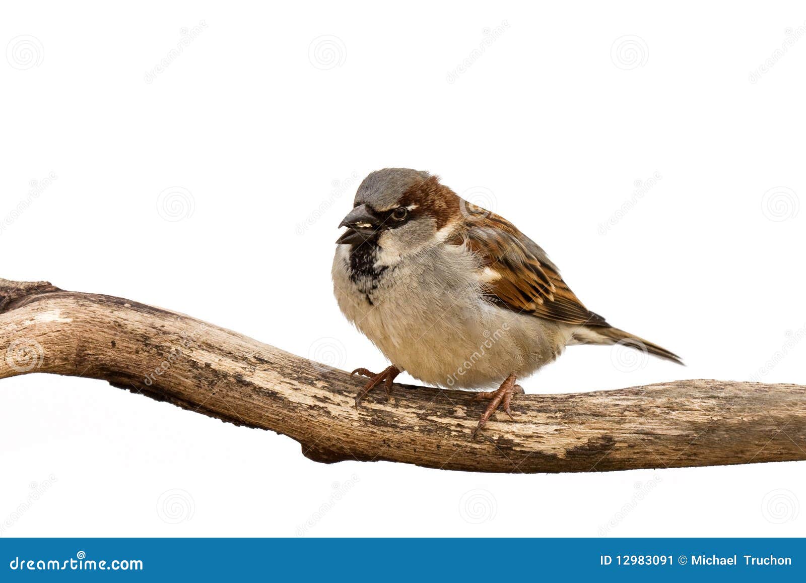 Portrait of a Sparrow Eating a Sunflower Seed Stock Image Image of
