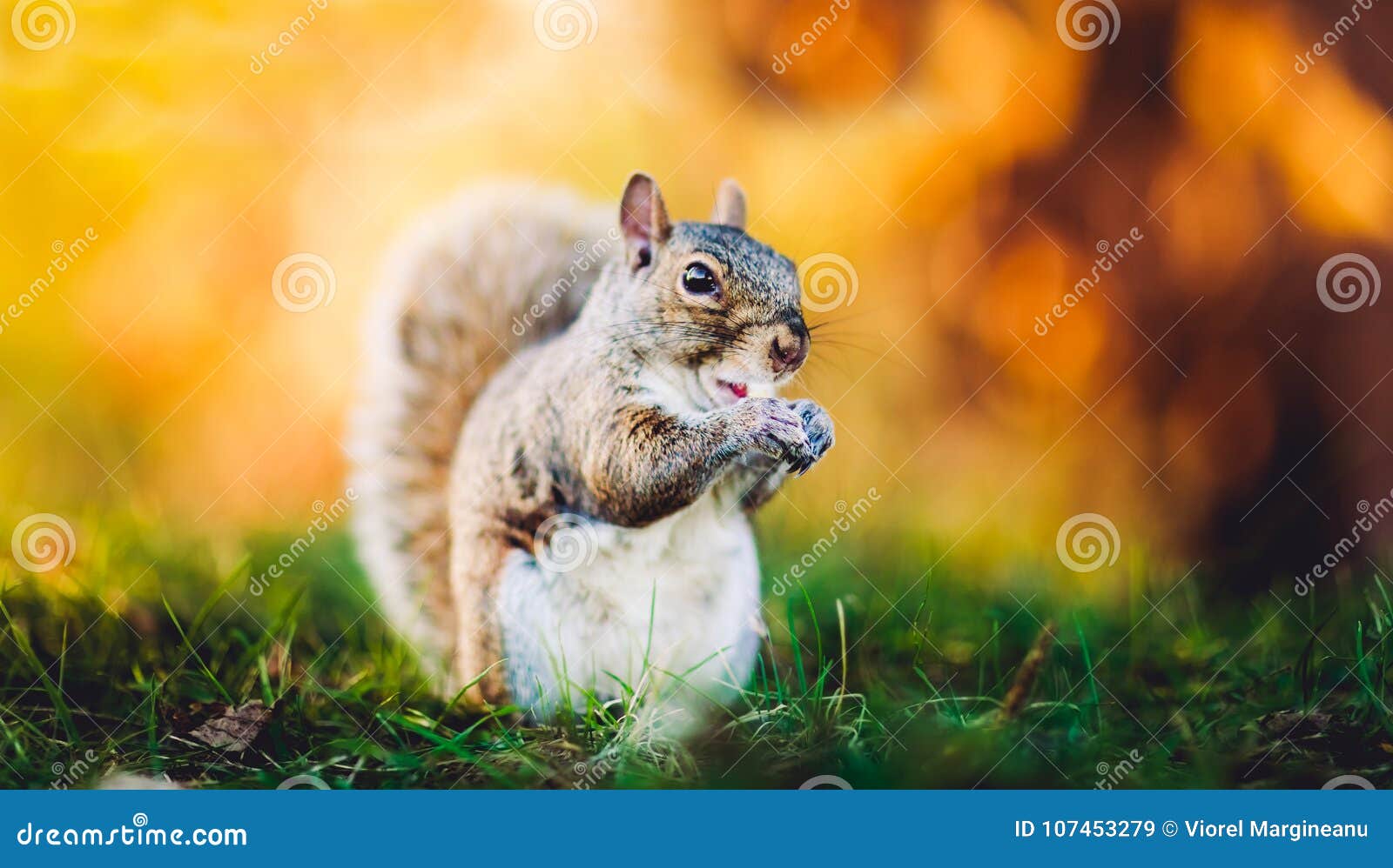 squirrel on the yellow background. portrait of squirrel in autumn season at golden evening time.