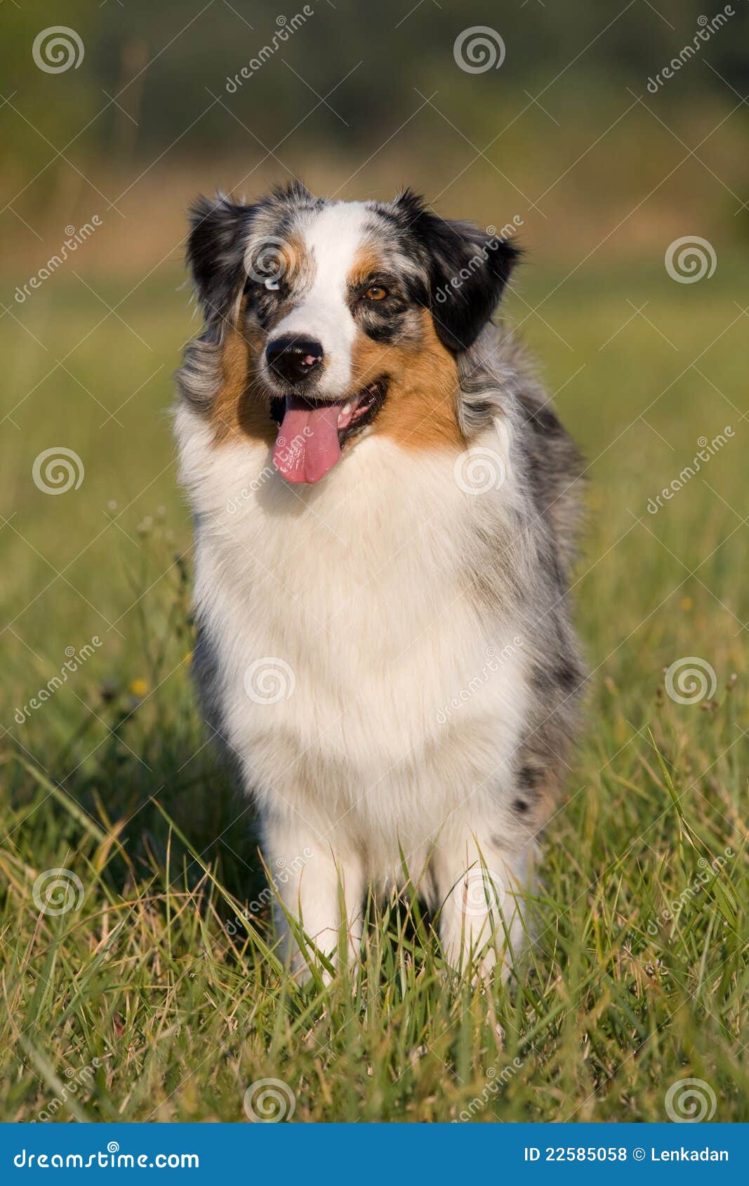 Portrait of Standing Australian Shepherd Stock Photo - Image of hound ...