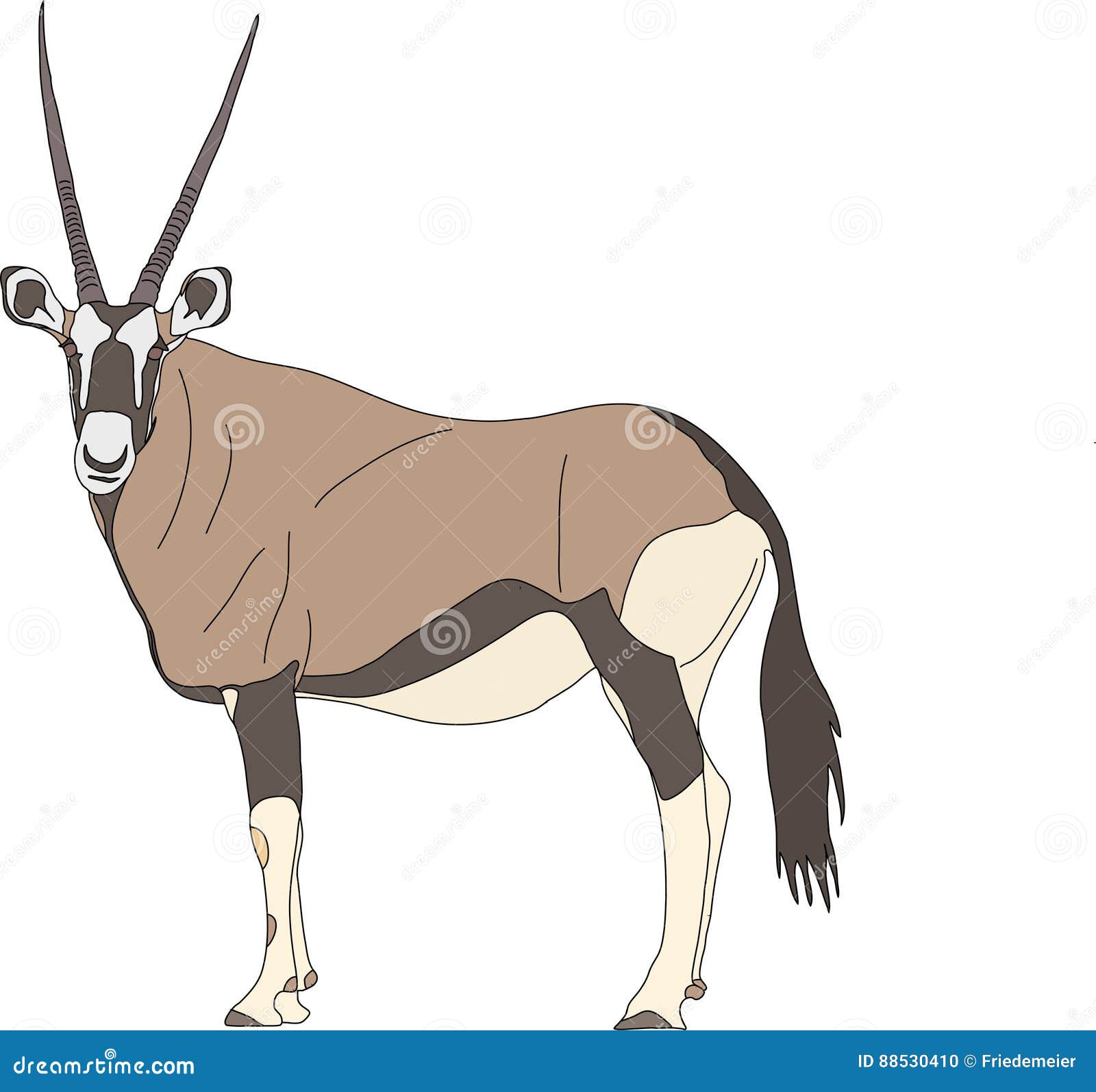 portrait of a standing gemsbok with two horns looking