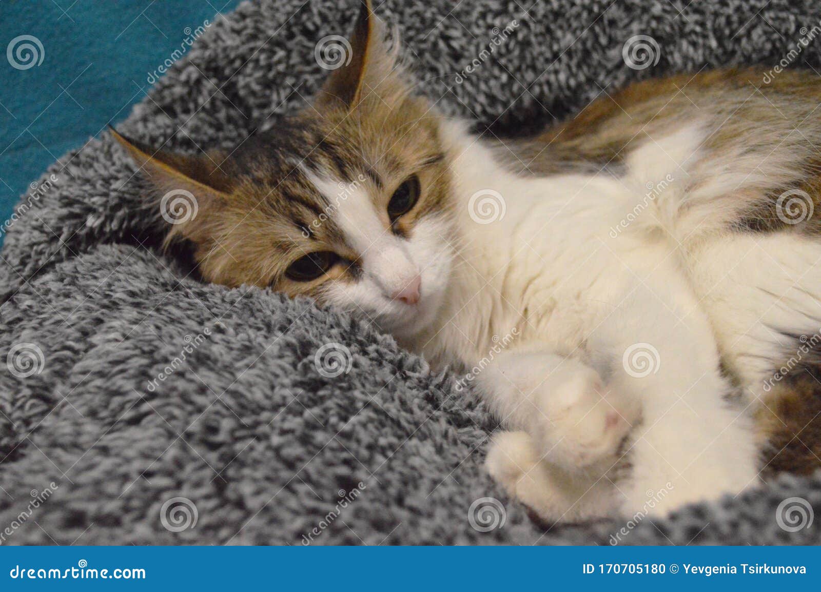 Portrait Of A Tabby  Cat On A Gray Shaggy  Sunbed Stock 