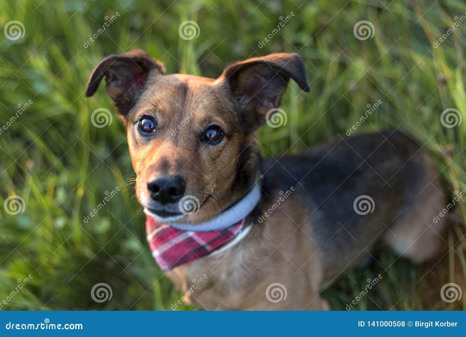 portrait of a terrier dachshund mix
