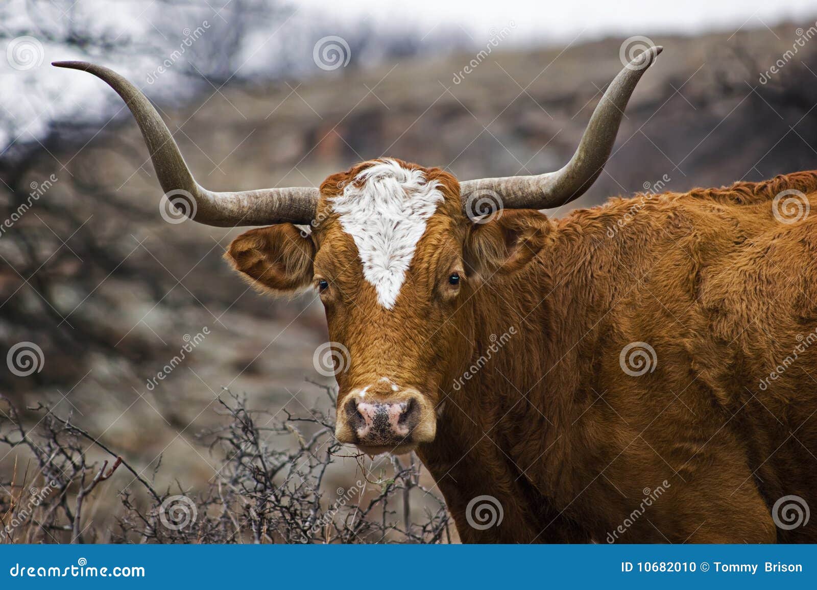 portrait of a texas longhorn