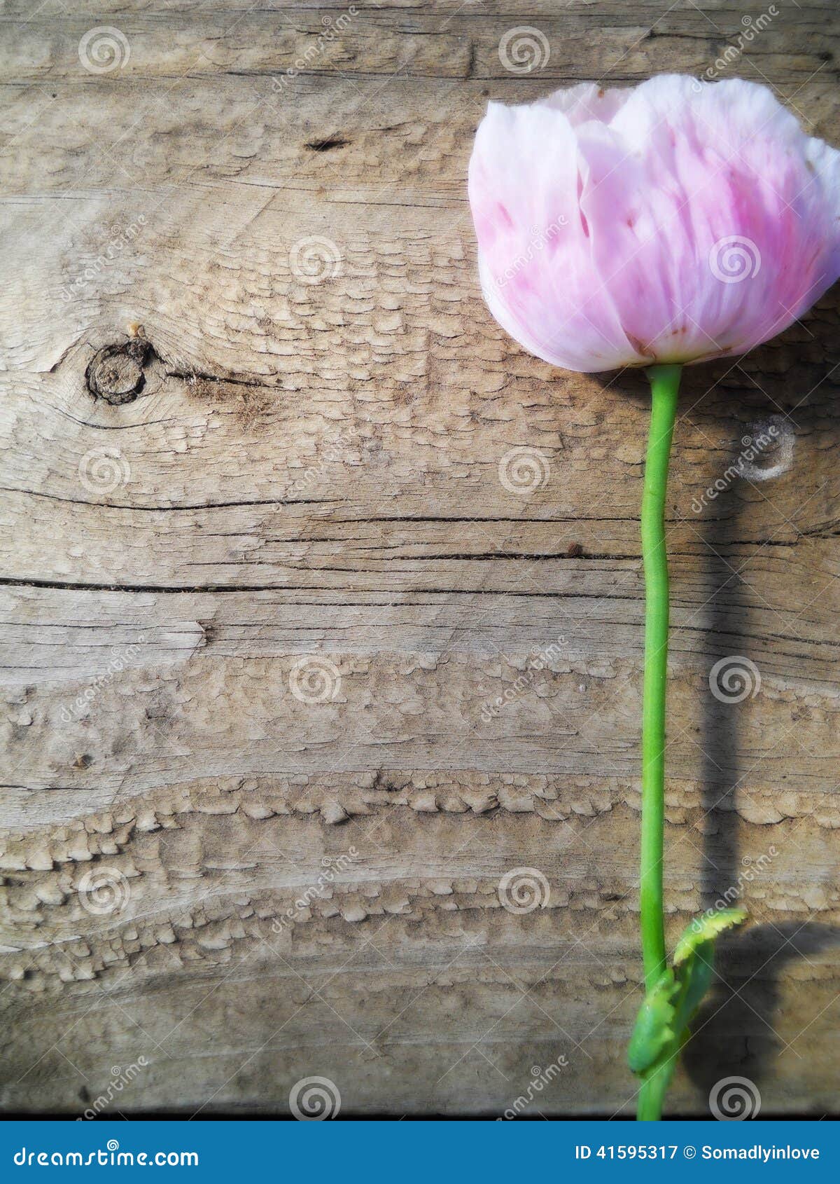 Pink Flower on rustic wood background texture. Stem is green and wood 