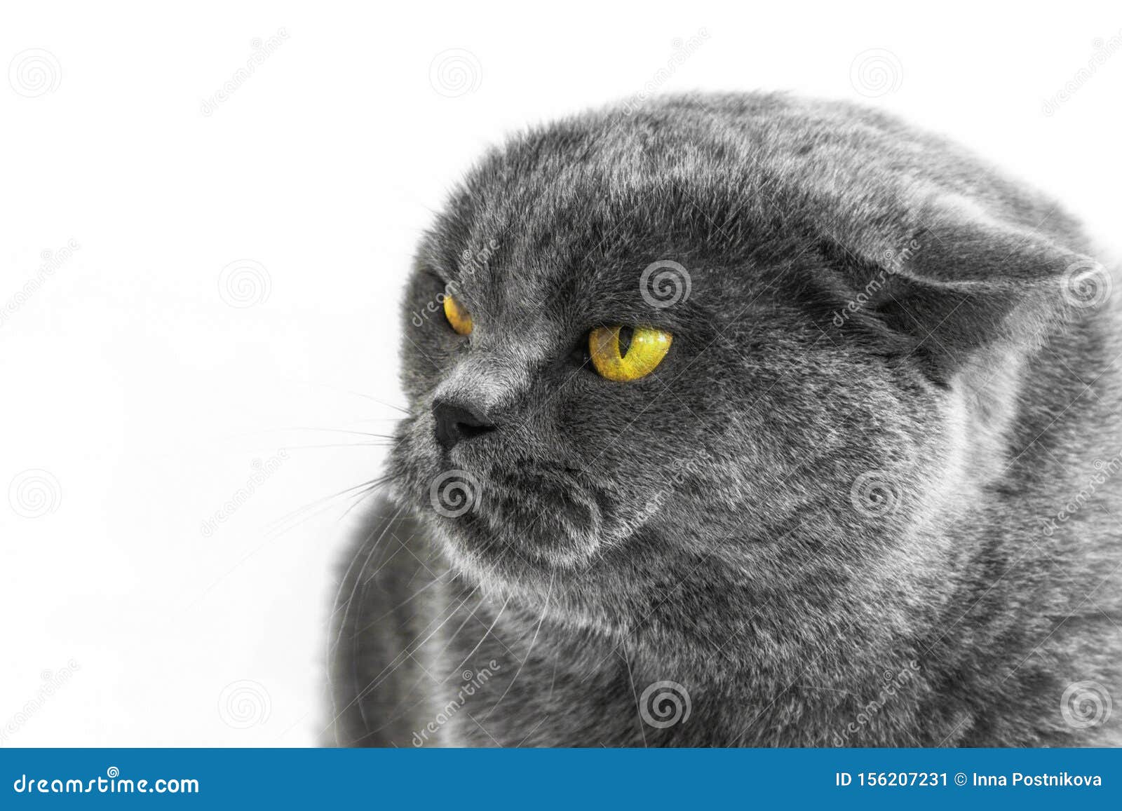 Portrait Of A Thoroughbred British Cat On White Background Stock Image Image Of Portrait Look 156207231