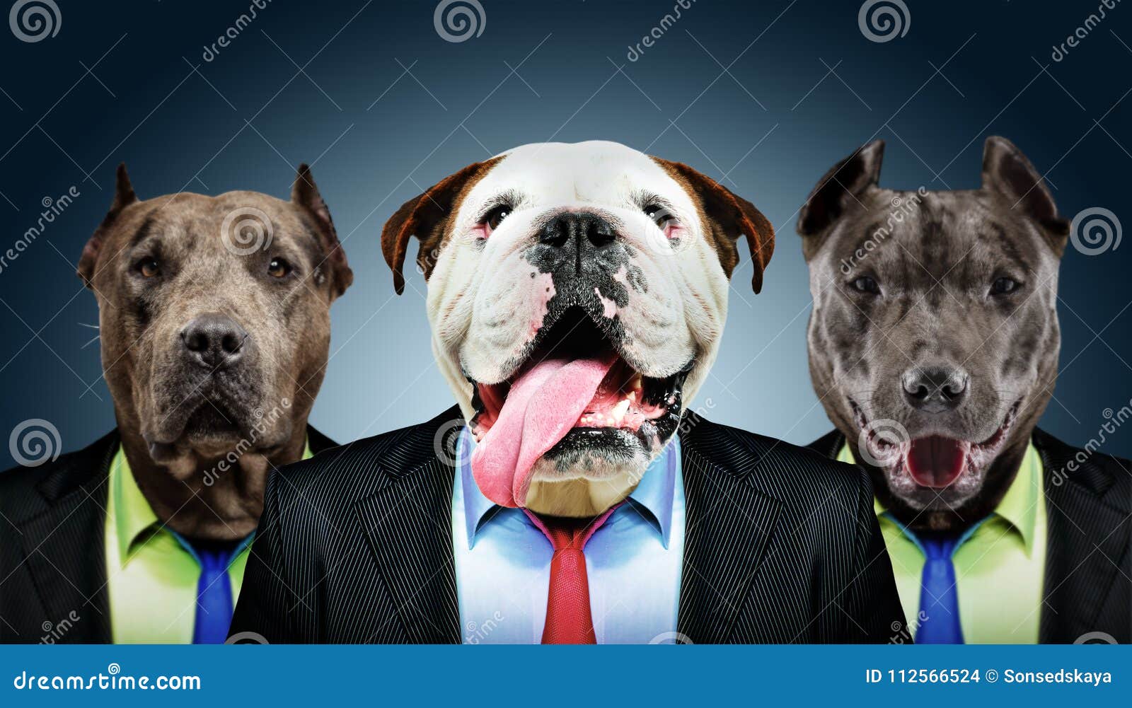 Portrait of Three Business Dogs Stock Photo Image of camera, human
