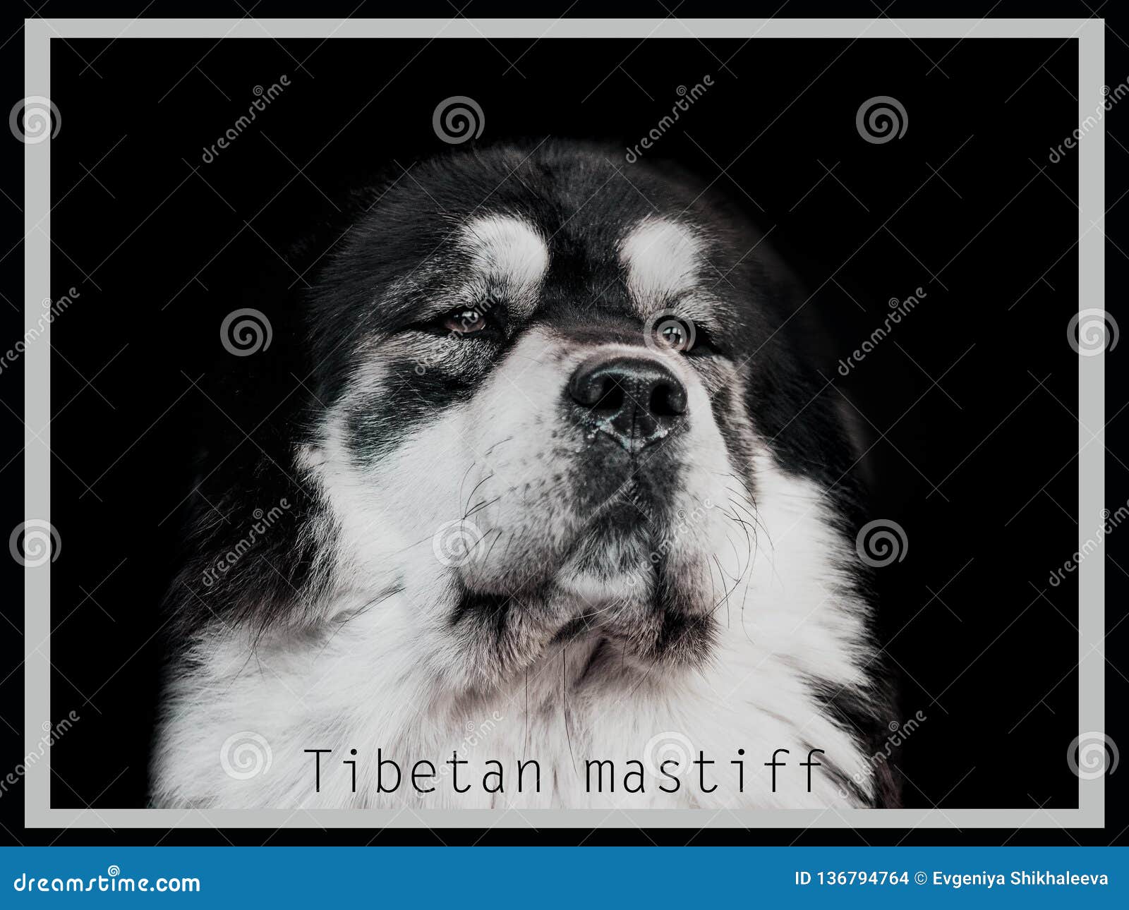 Portrait Of Tibetan Mastiff Black And White Stock Photo Image Of Animal Pedigree 136794764