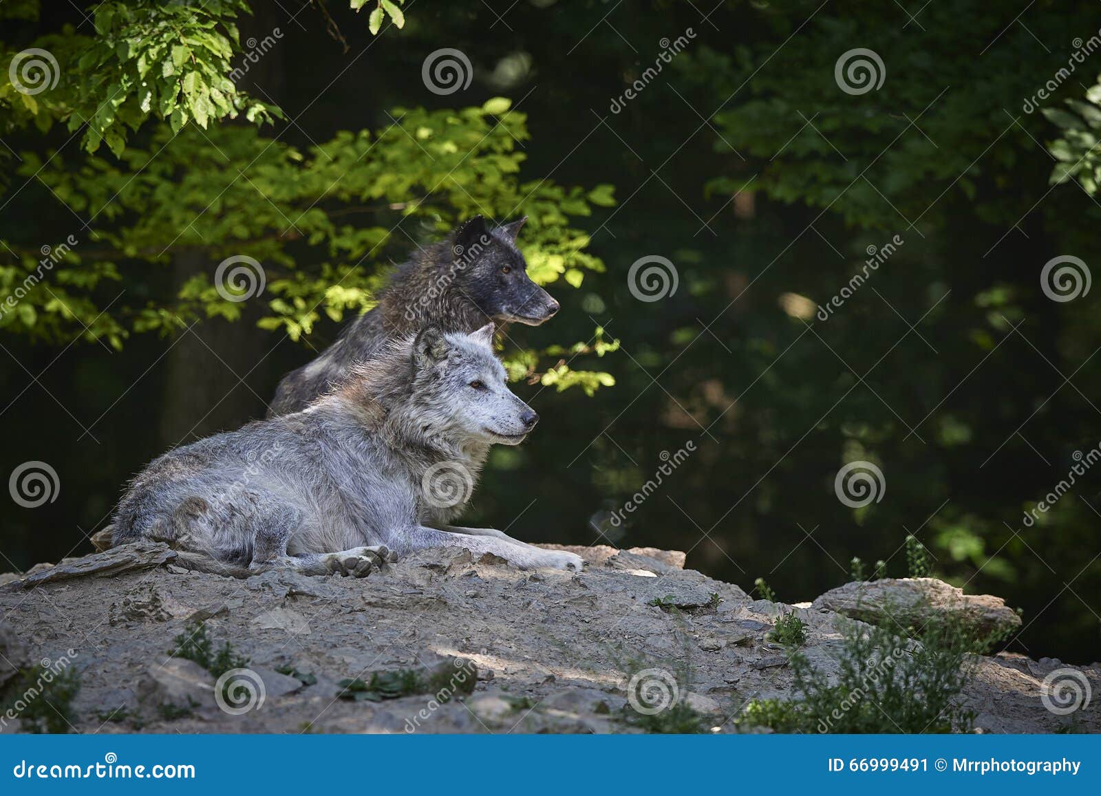 portrait of a timberwolf
