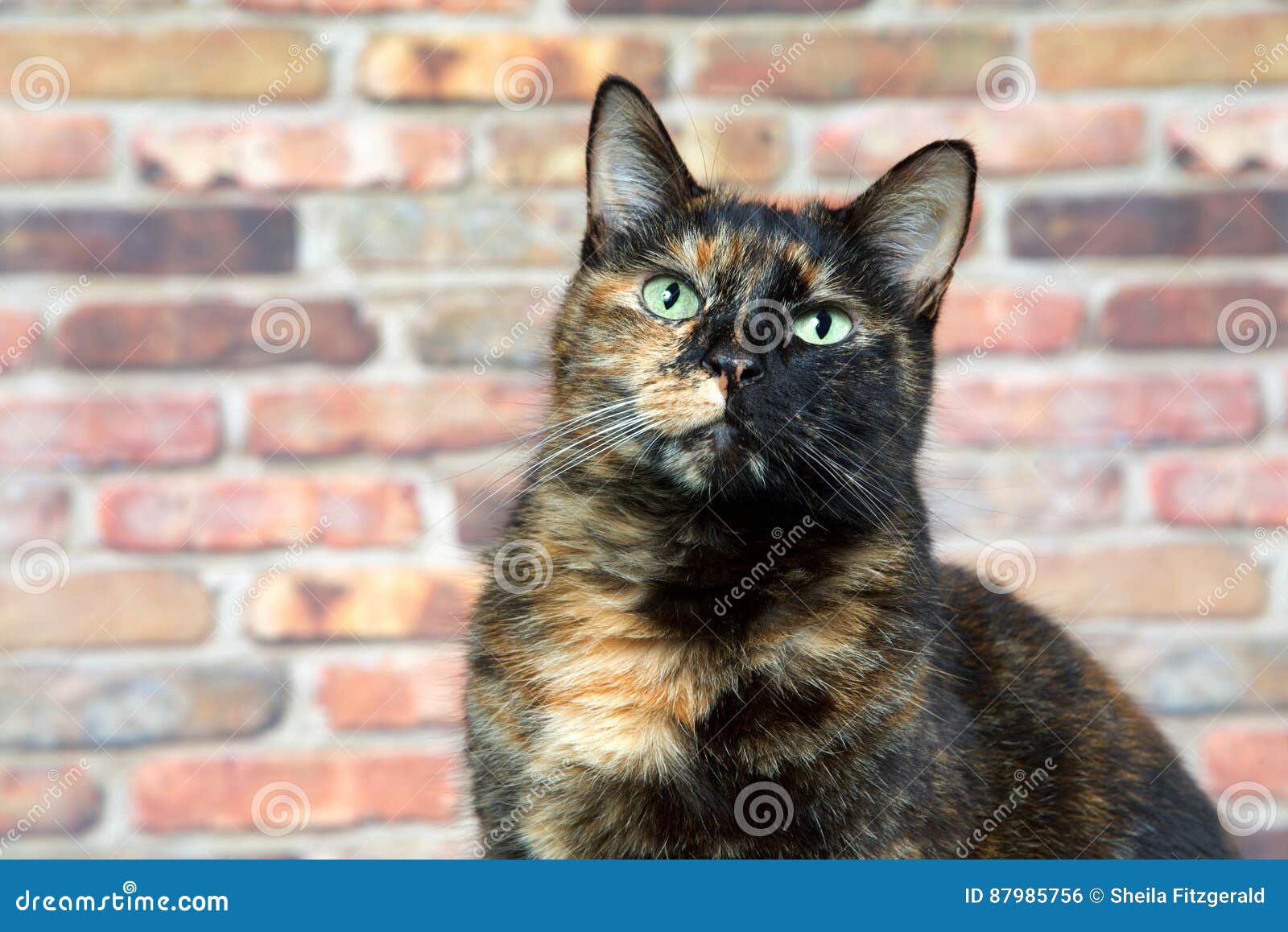 tortie tabby cat tortie tabby cat