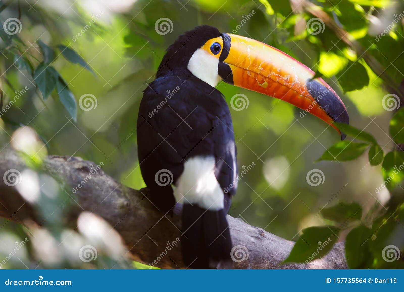El Senor Tucan Fake Id
