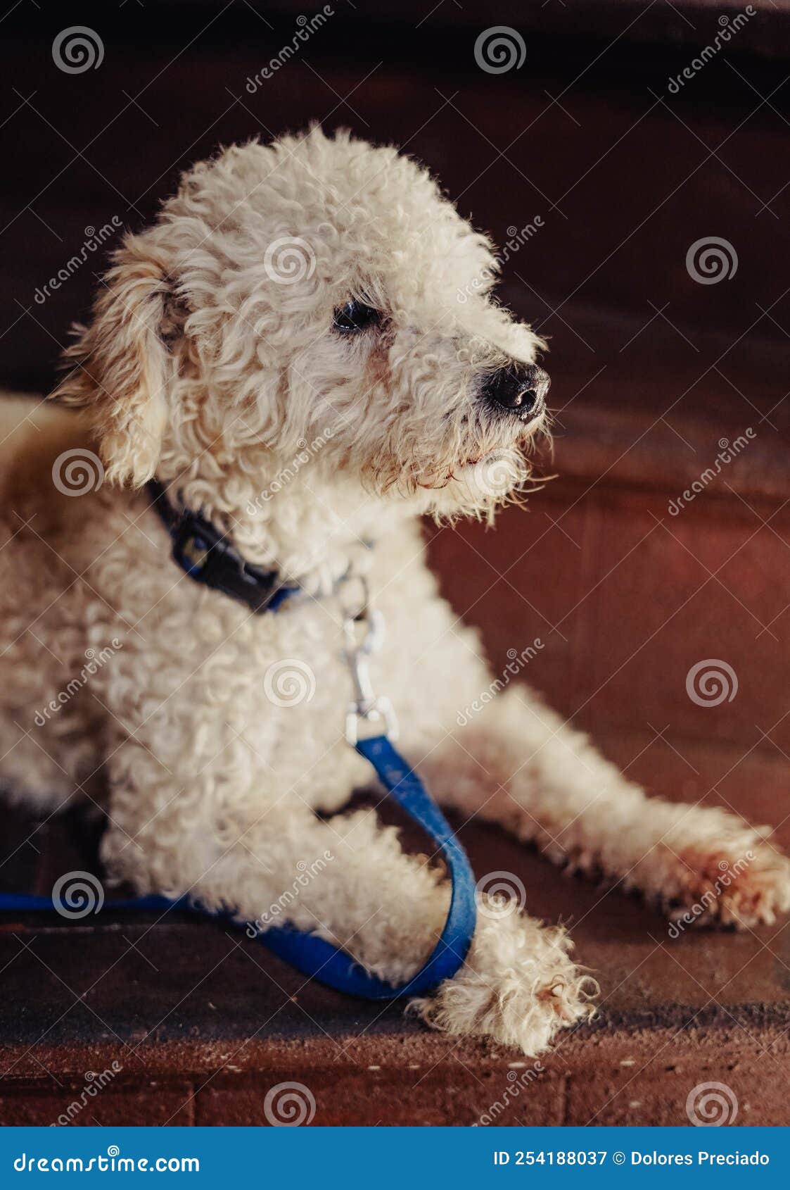 Portrait of a Toy Poodle Breed Dog Stock Image Image of pedigree