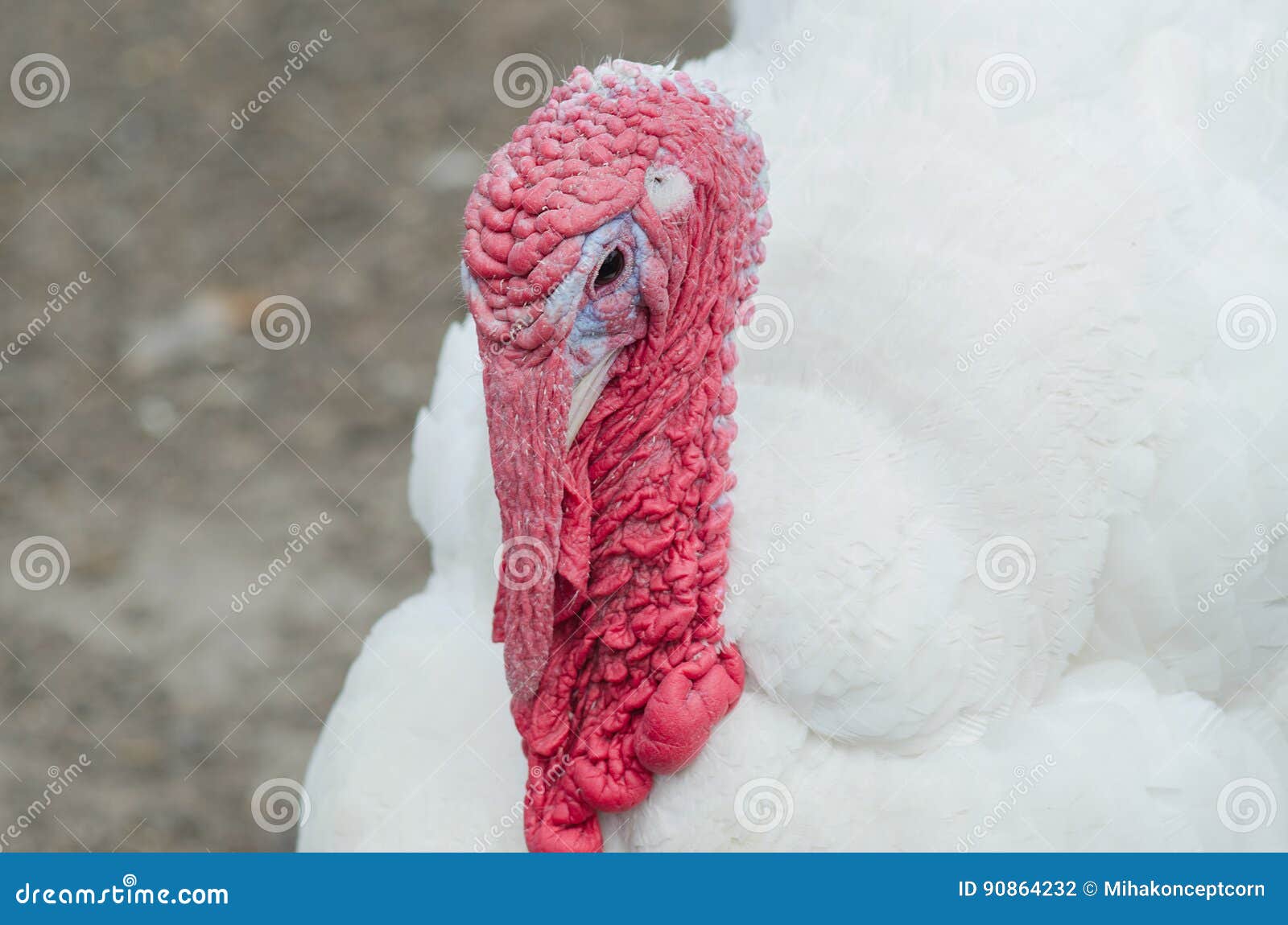 lil red button on turkey popped up lil red button on turkey popped up