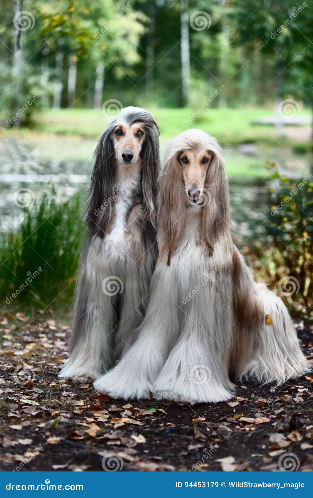Portrait Of Two Afghan Greyhounds Beautiful Dog Show