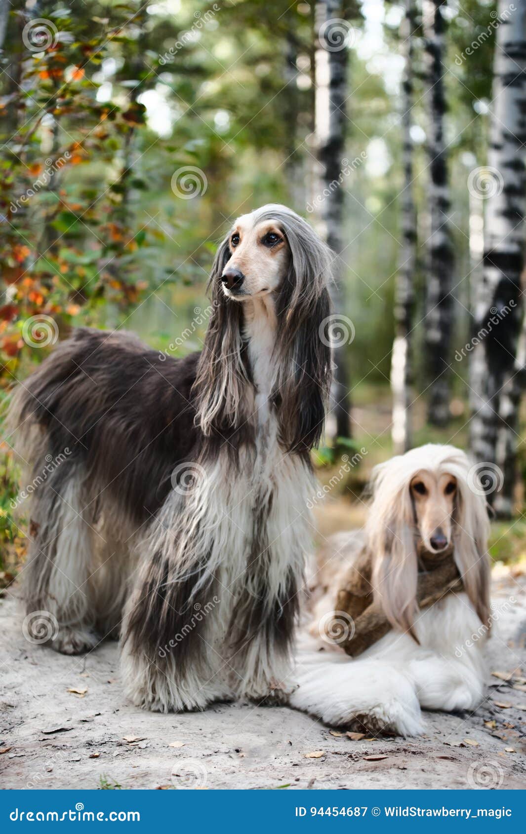 Portrait Of Two Afghan Greyhounds Beautiful Dog Show