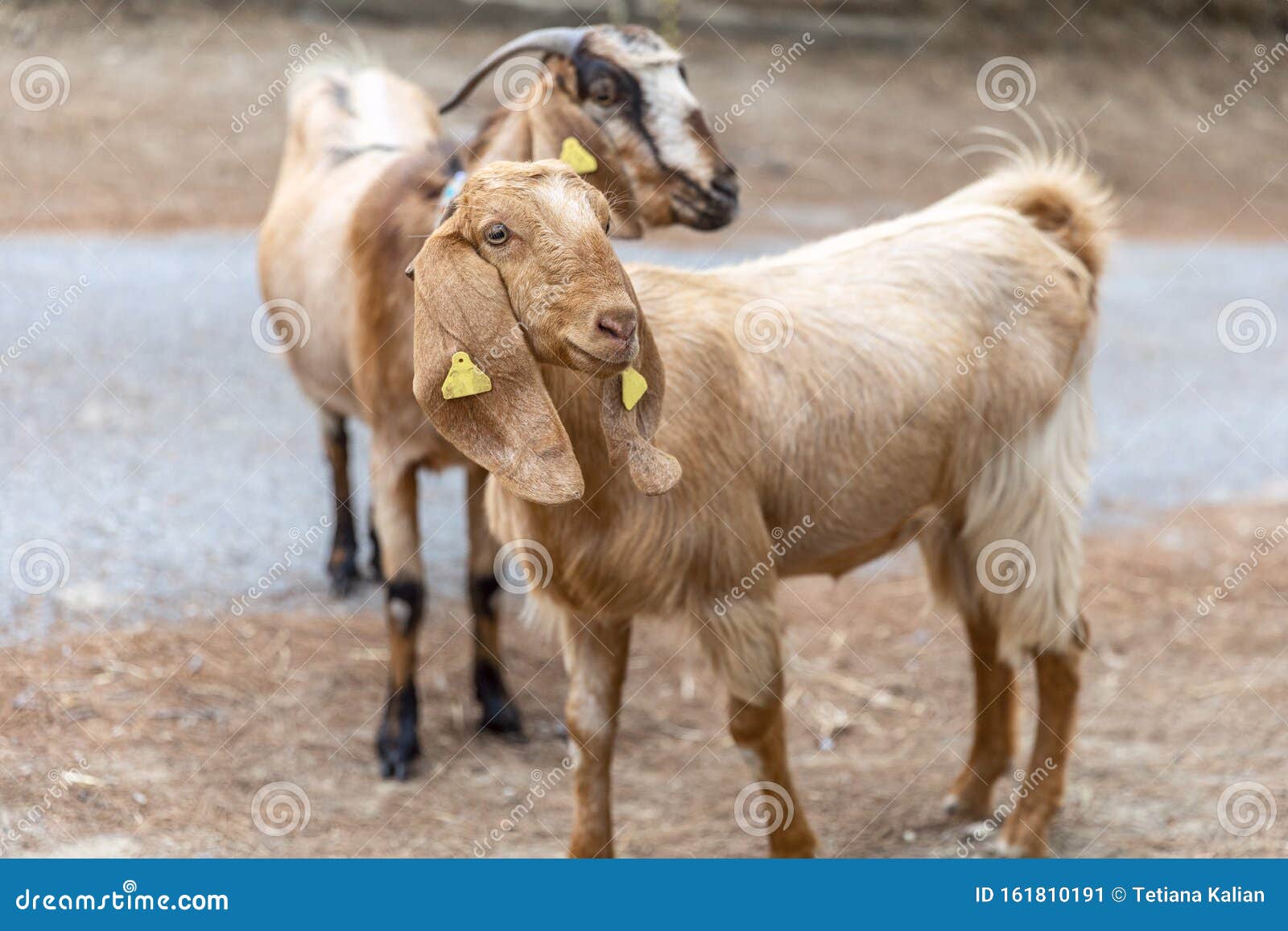 portrait of two anglo-nubian goats grazing in the mountains in northern cyprus. the curious animais are looking into camera