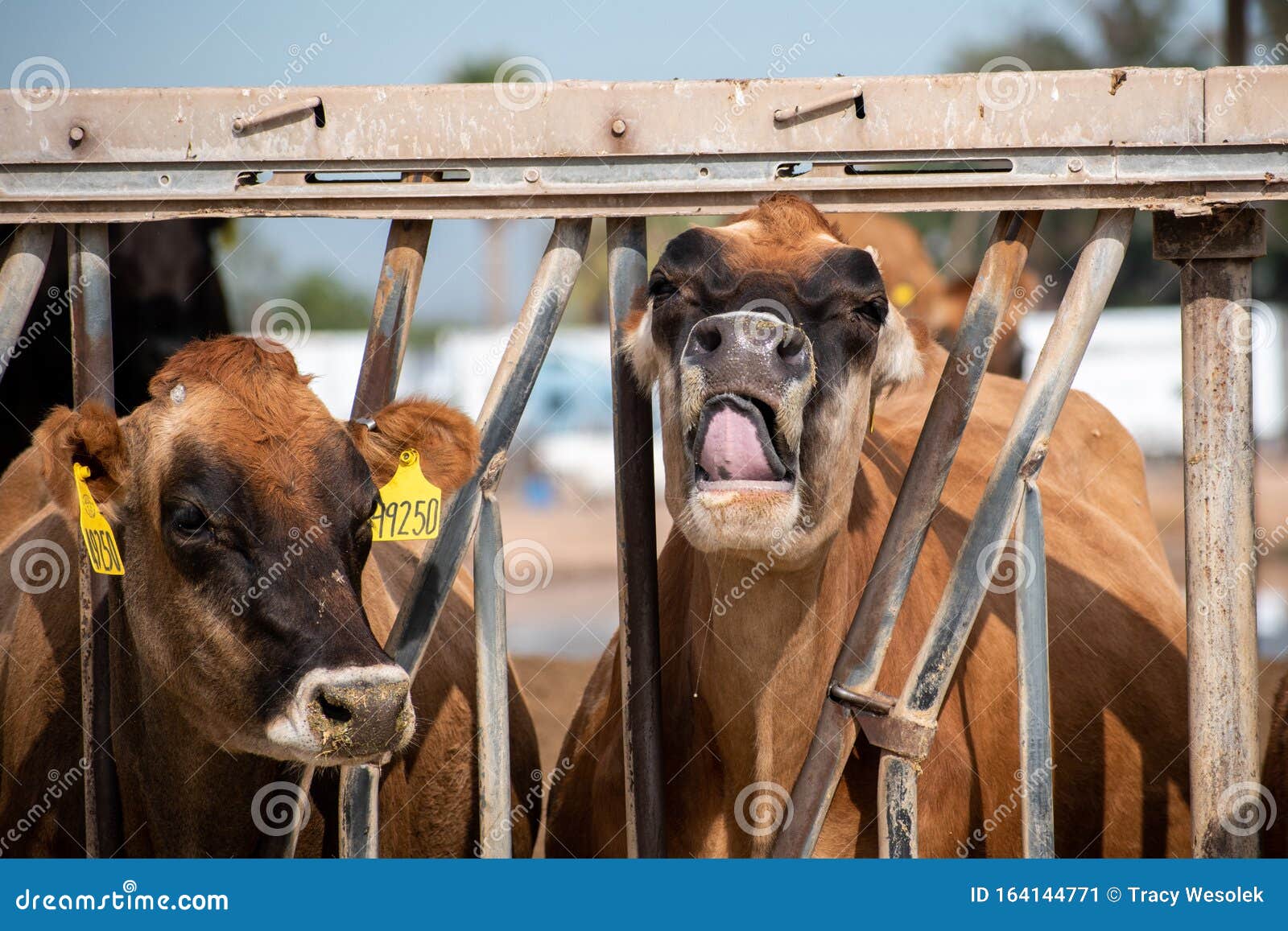 Portrait of Two Cows with Funny Face Stock Image - Image of funny, drool:  164144771