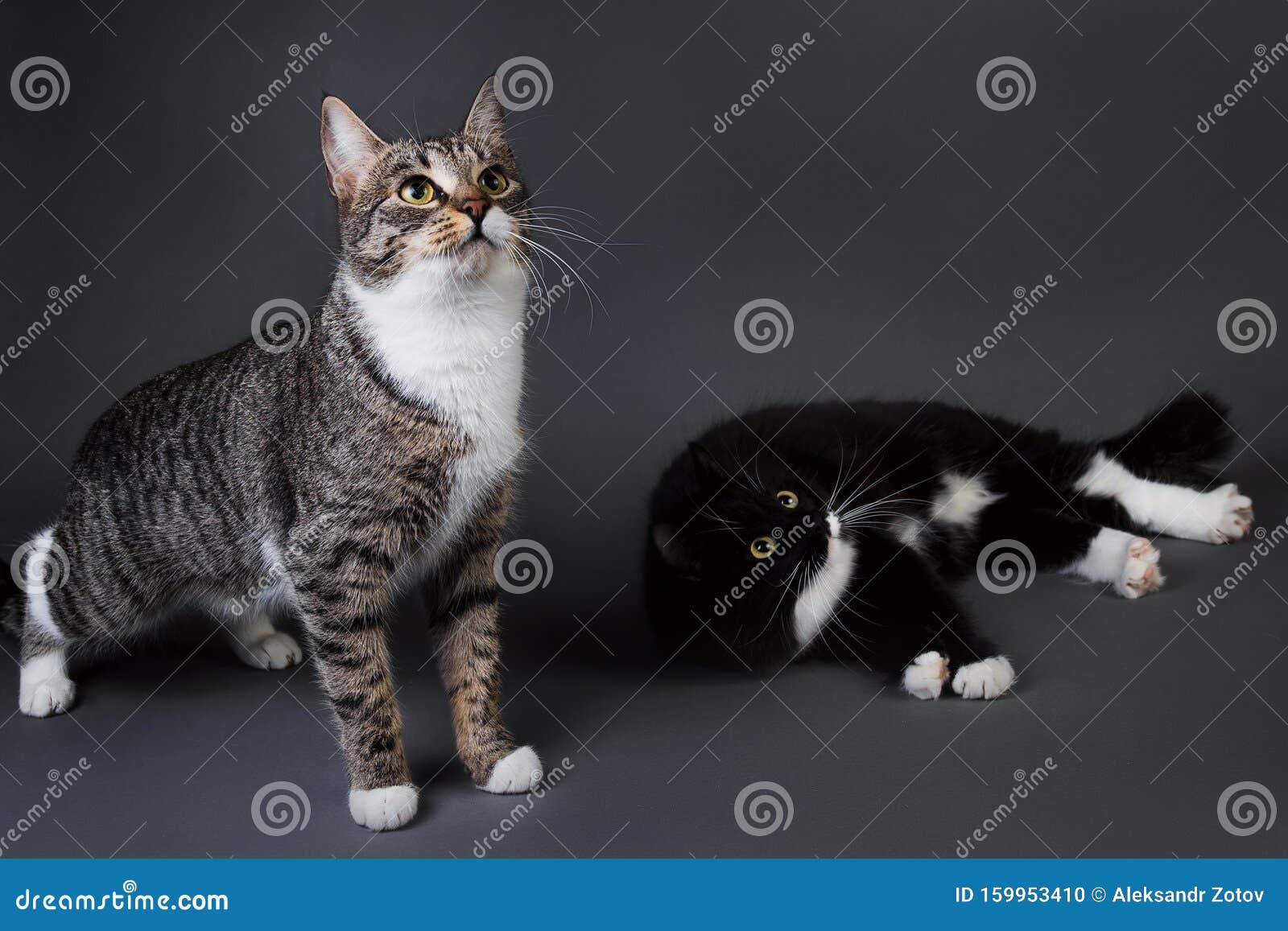portrait of two cute kittens a black kitten and gray stripped on grey background in studio