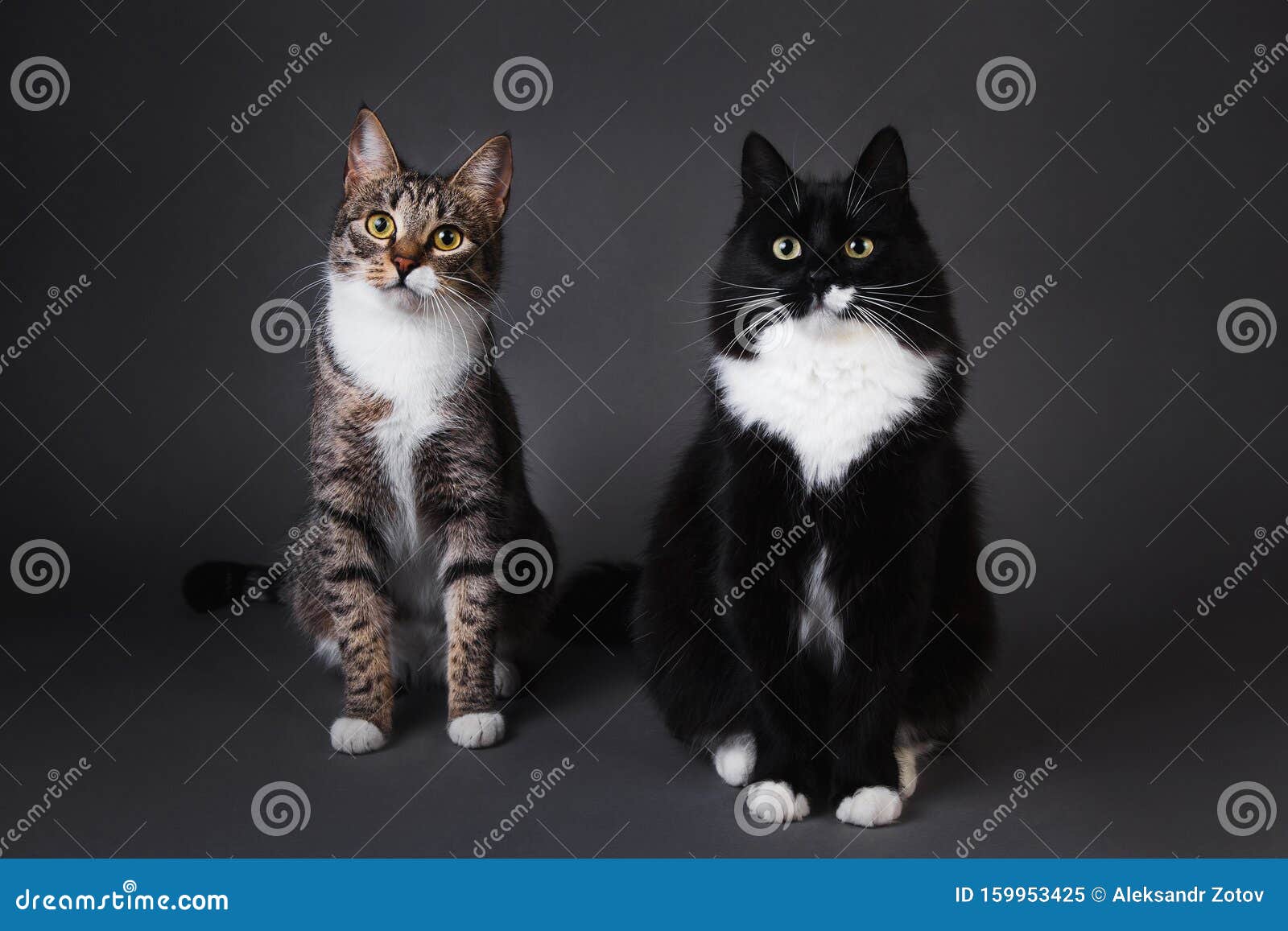 portrait of two cute kittens a black kitten and gray stripped on grey background in studio