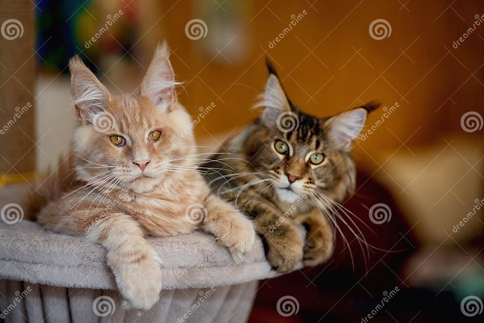 Portrait of Two Cute Striped Maine Coon Kittens Red and Gray Stock ...