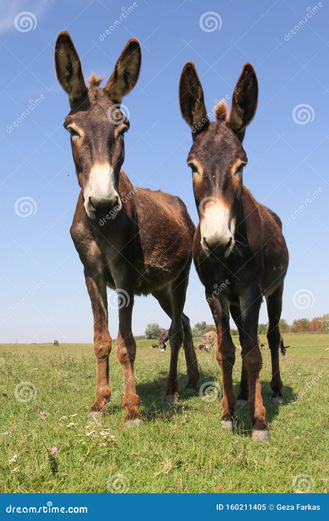 Portrait Of Two Funny Cartoon Like Donkeys Stock Image - Image of ...